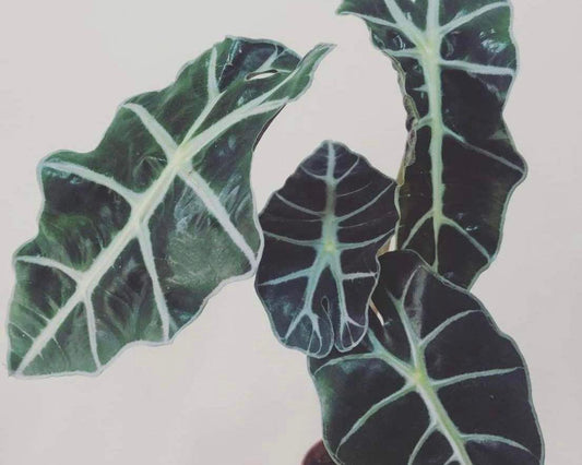 Alokāziju kopšana - www.augi-plants.lv