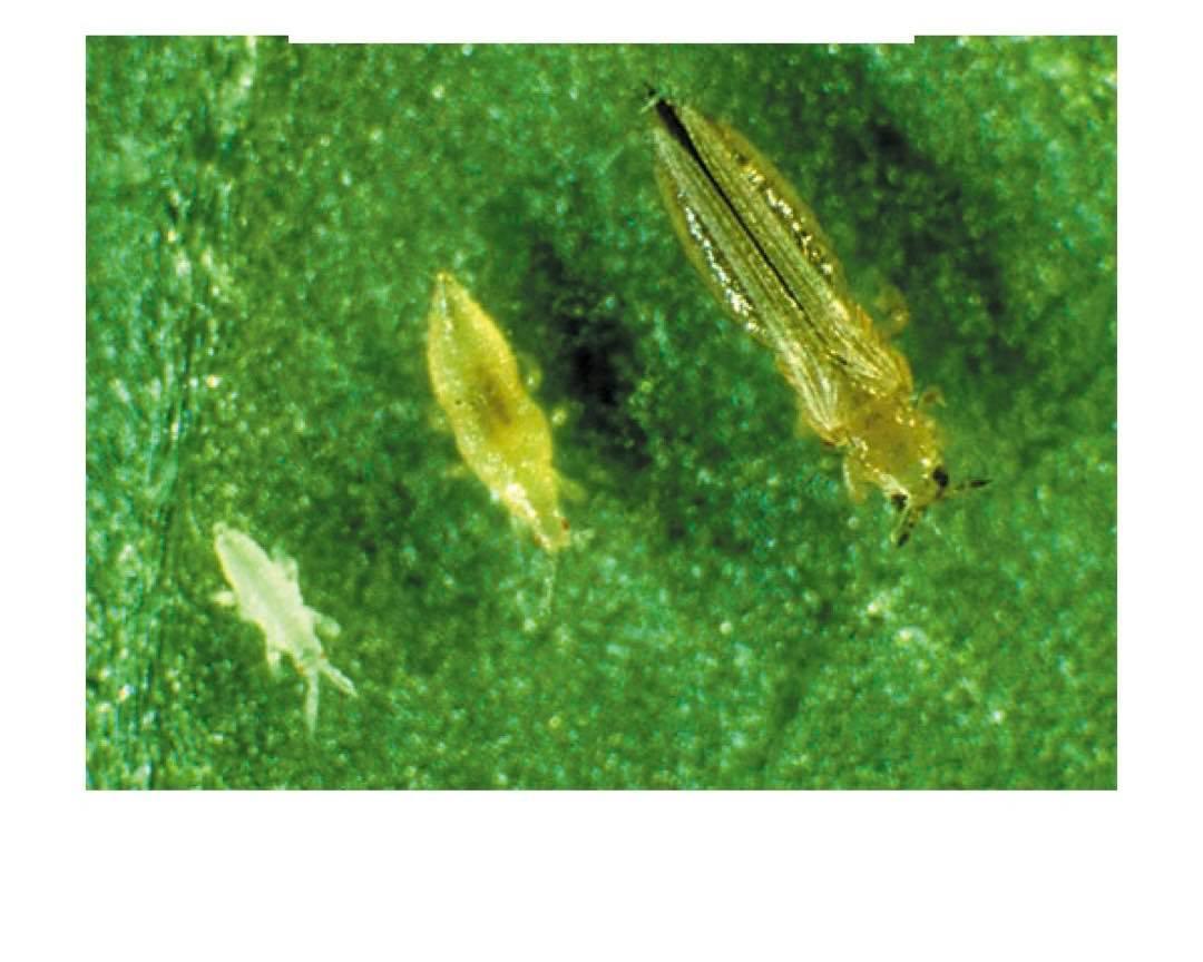 Tripsis un tā apkarošana - www.augi-plants.lv