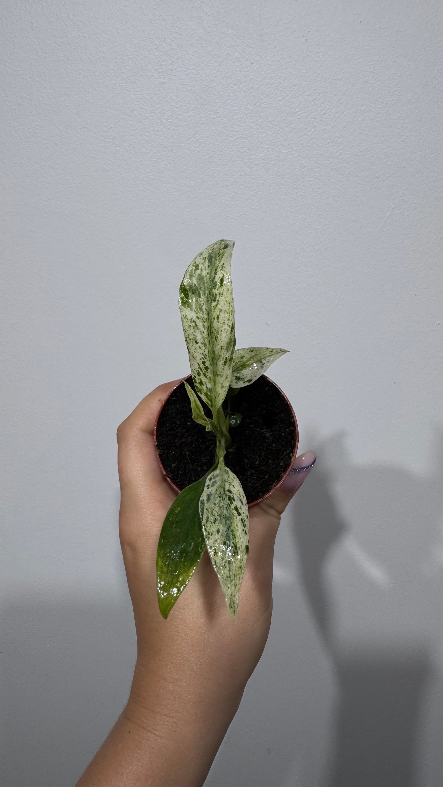 Rhaphidophora puberula Variegata
