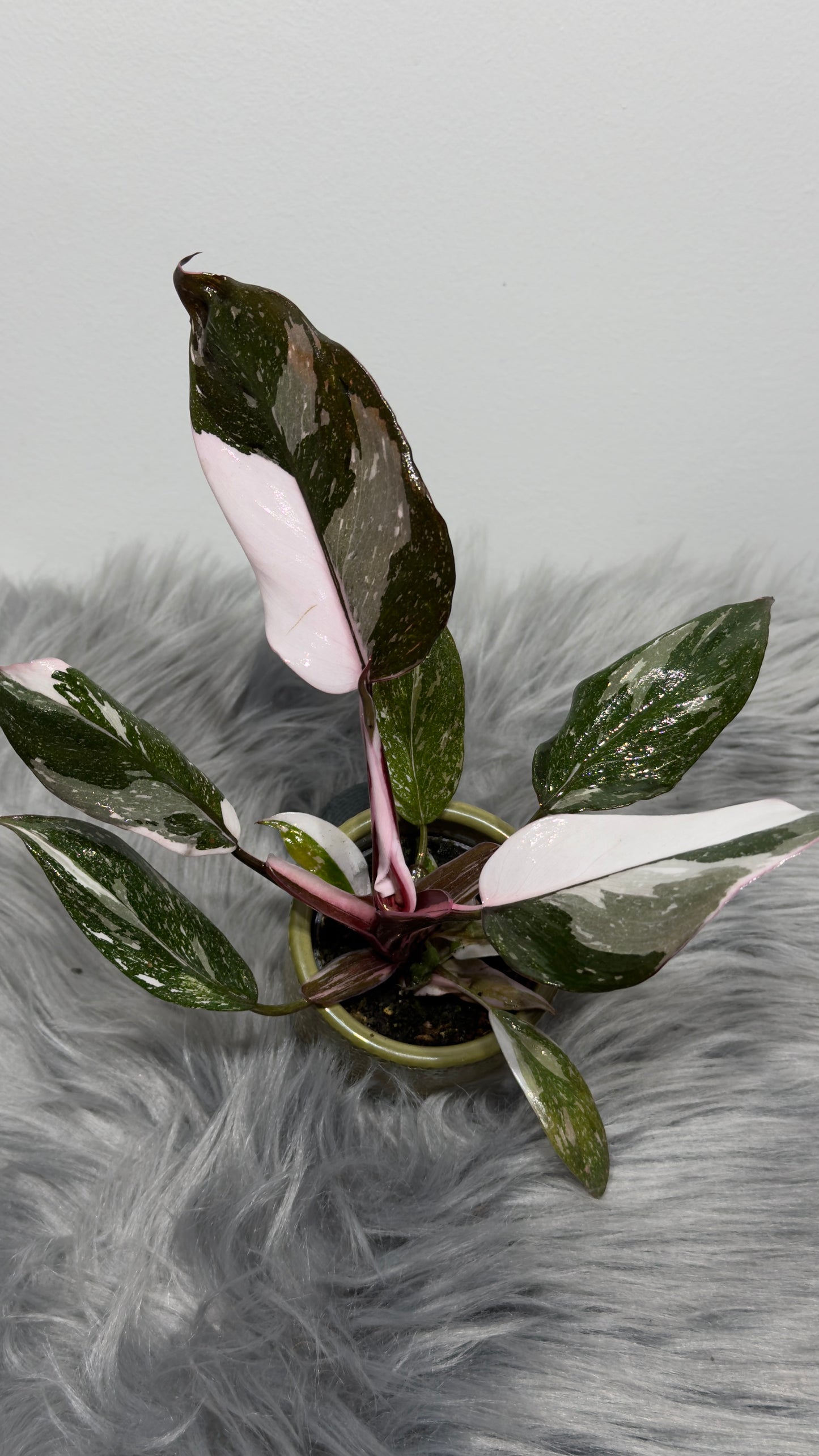 Philodendron Red Anderson - www.augi-plants.lv