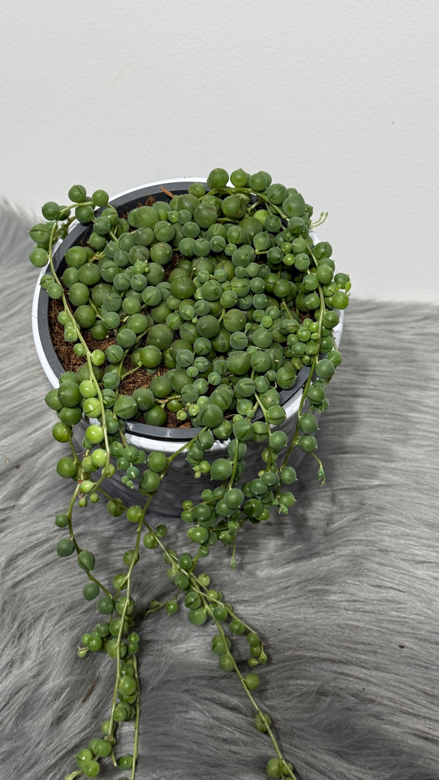Senecio Rowleyanus
