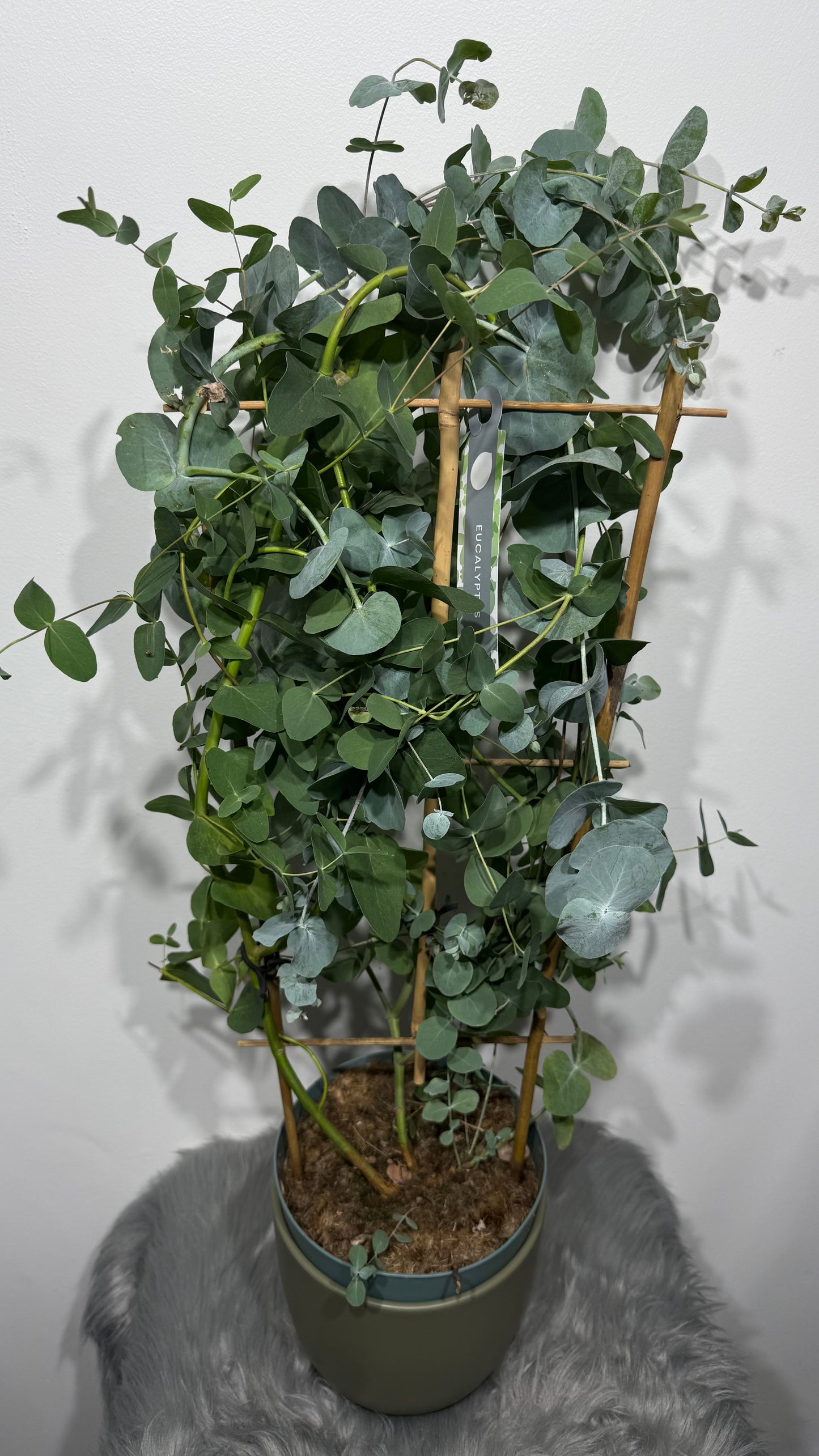 Eucalyptus Cinerea