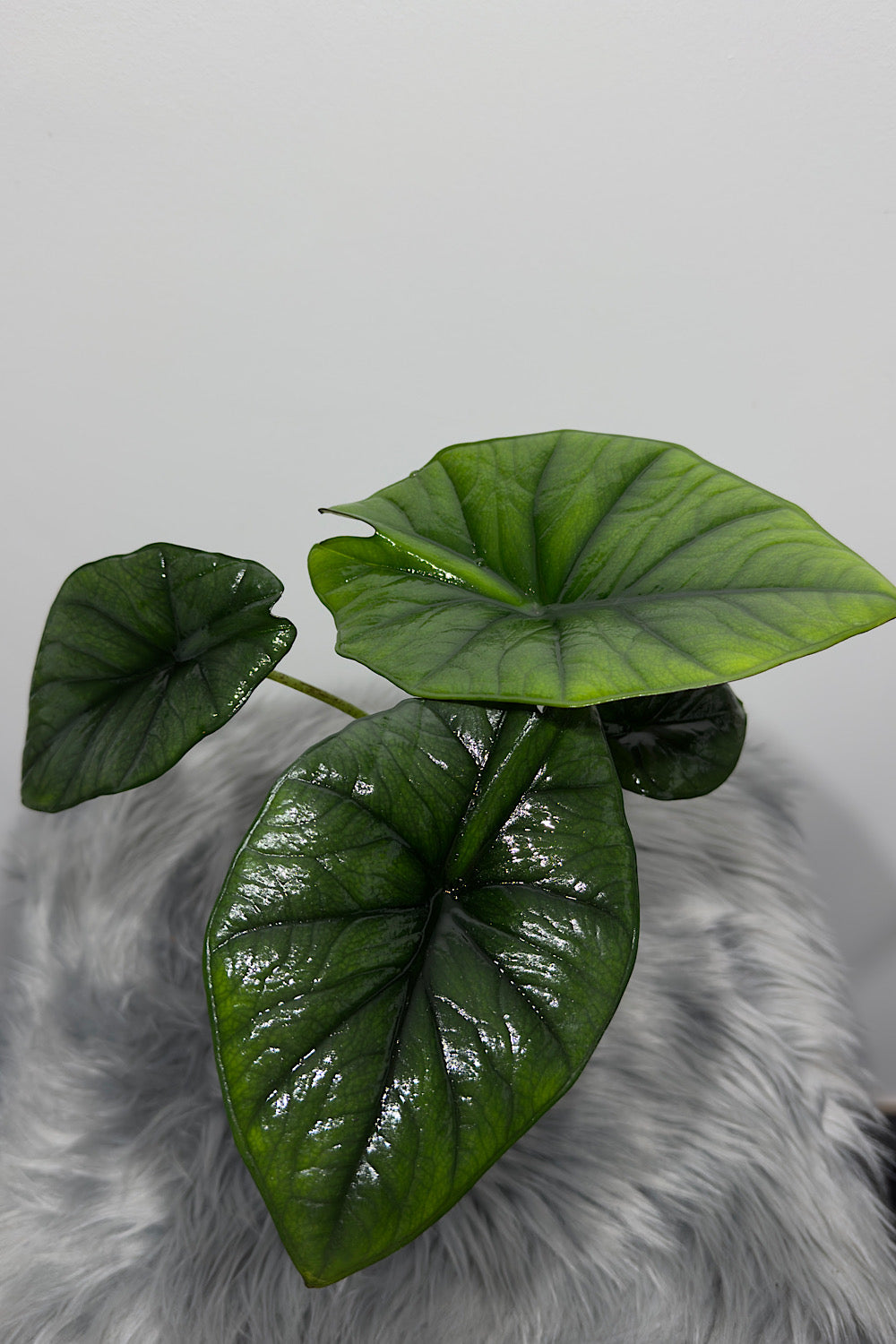 Alocasia Bisma Silver - www.augi-plants.lv
