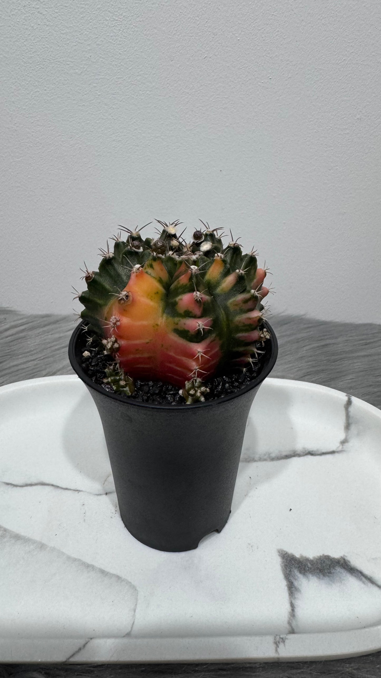 Gymnocalycium mihanovichii variegata