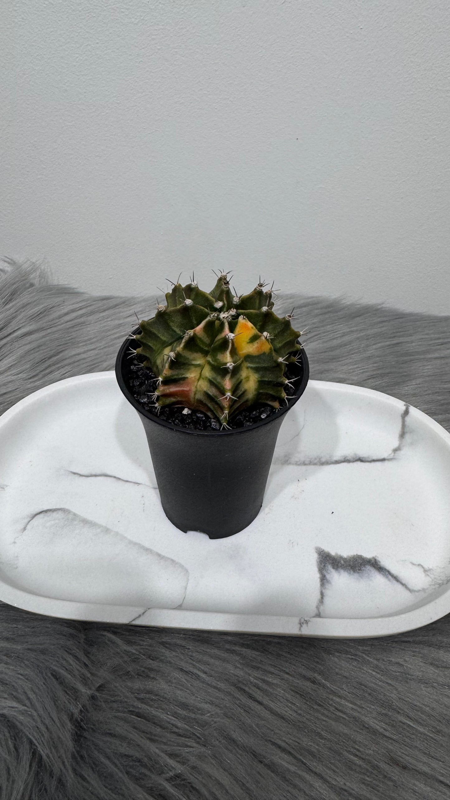Gymnocalycium mihanovichii variegata