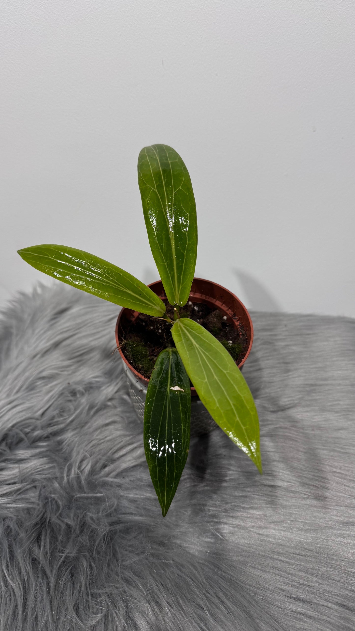 Hoya Soligamiana