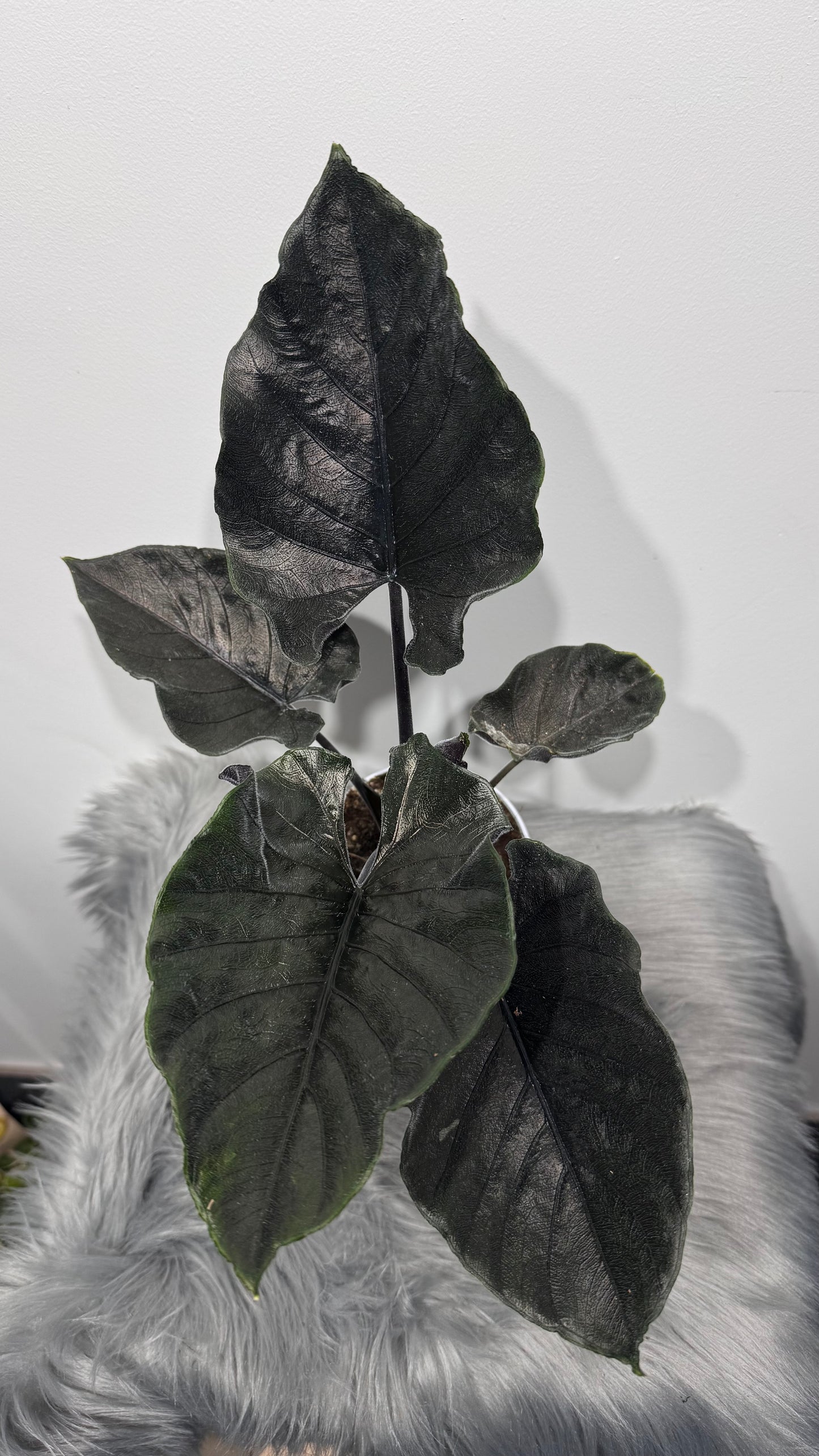 Alocasia Antoro Velvet
