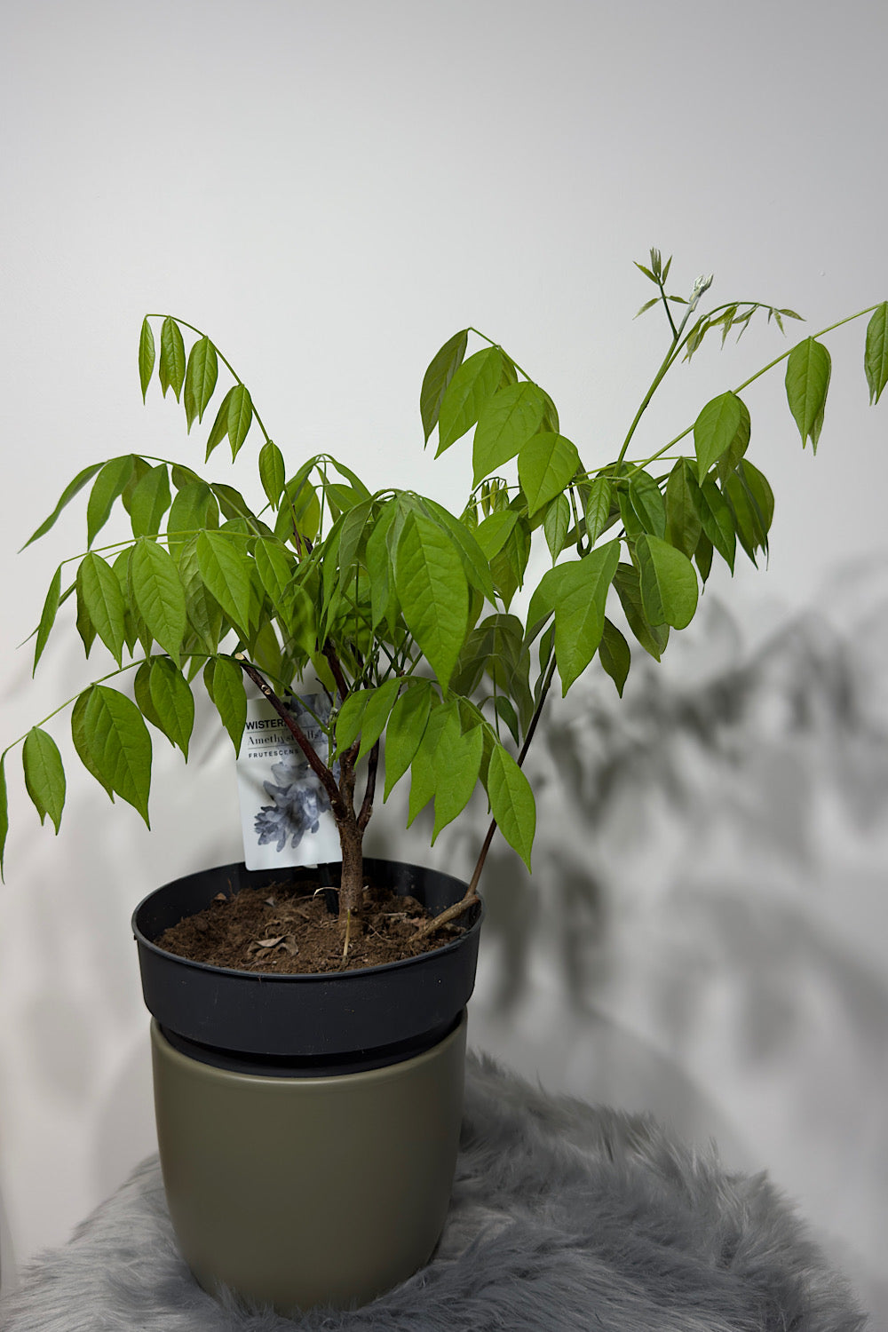 Wisteria Amethyst Fall - www.augi-plants.lv