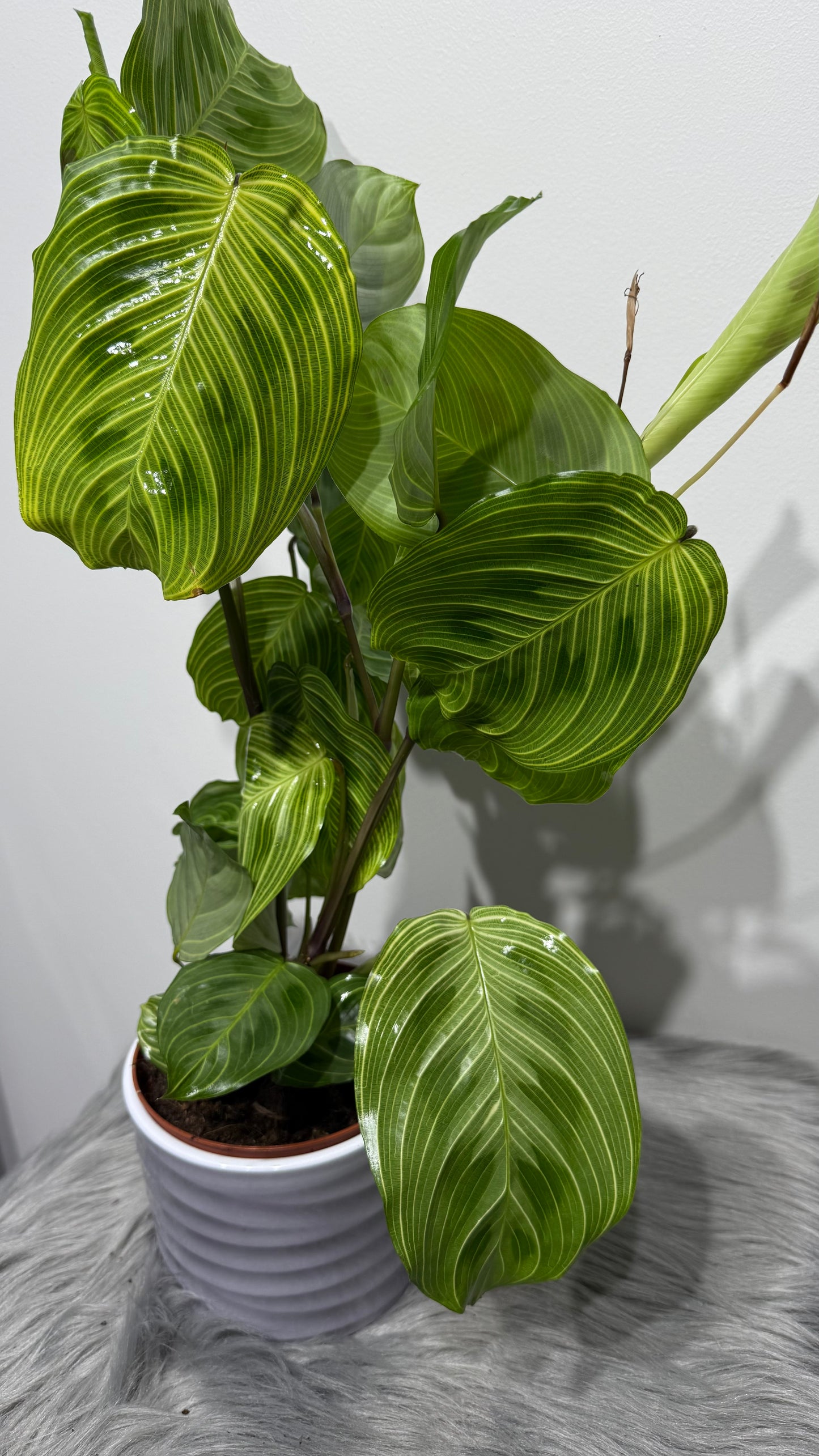Maranta Fantasy