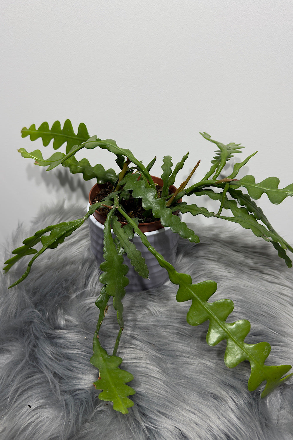 Epiphyllum Anguliger - www.augi-plants.lv