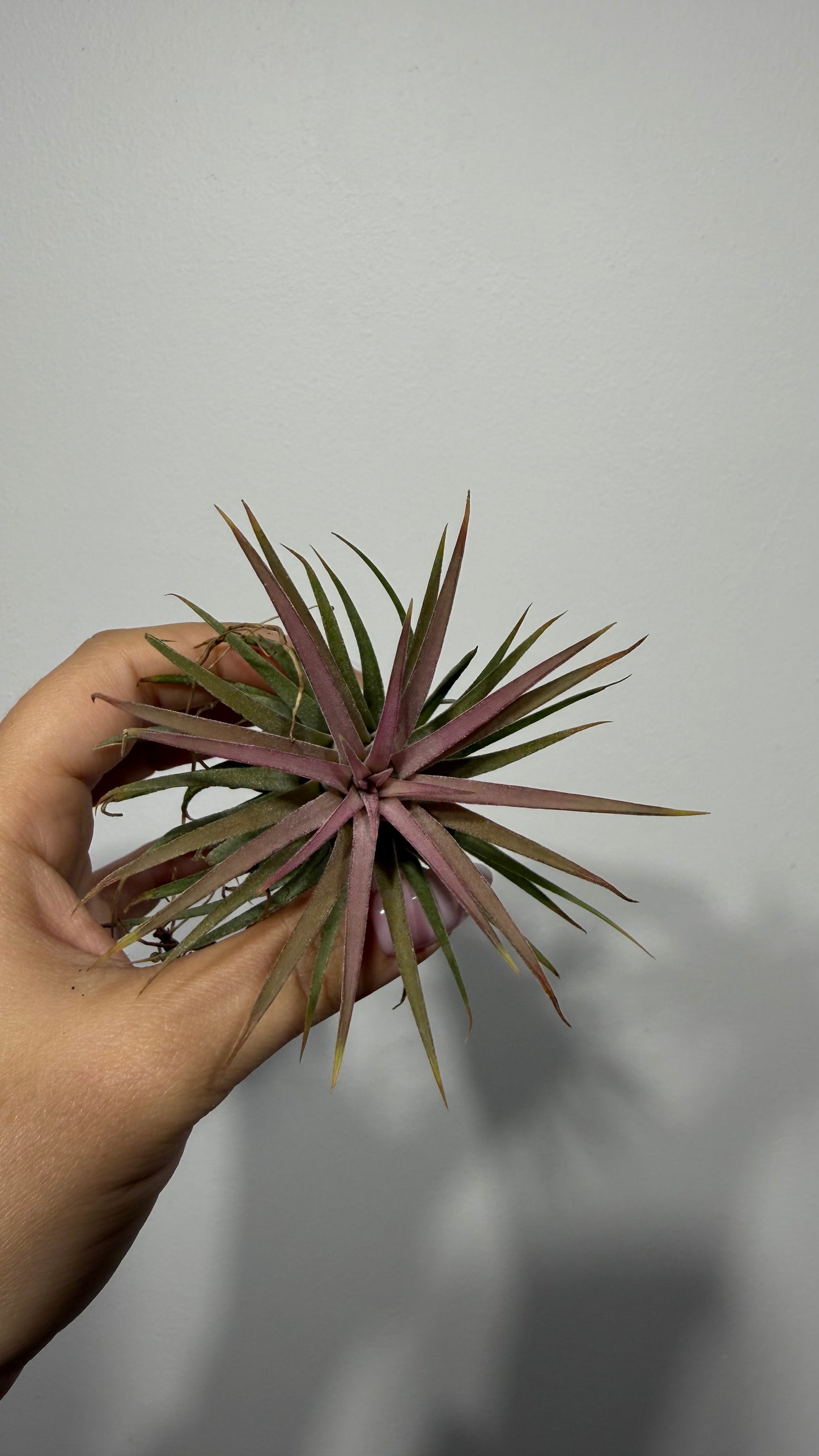 Tillandsia Air plant 2