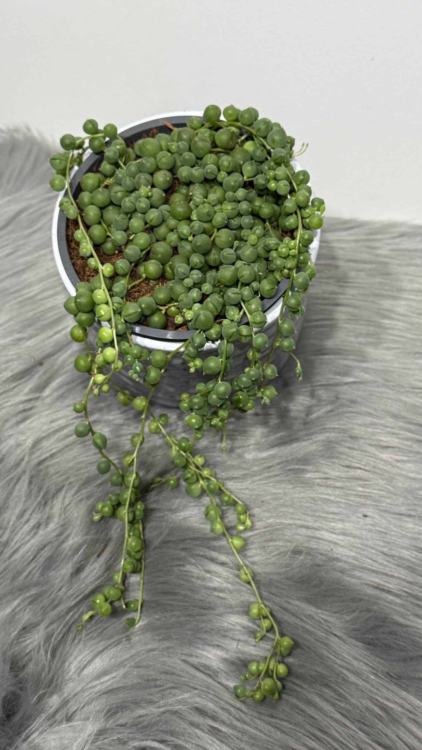 Senecio Rowleyanus