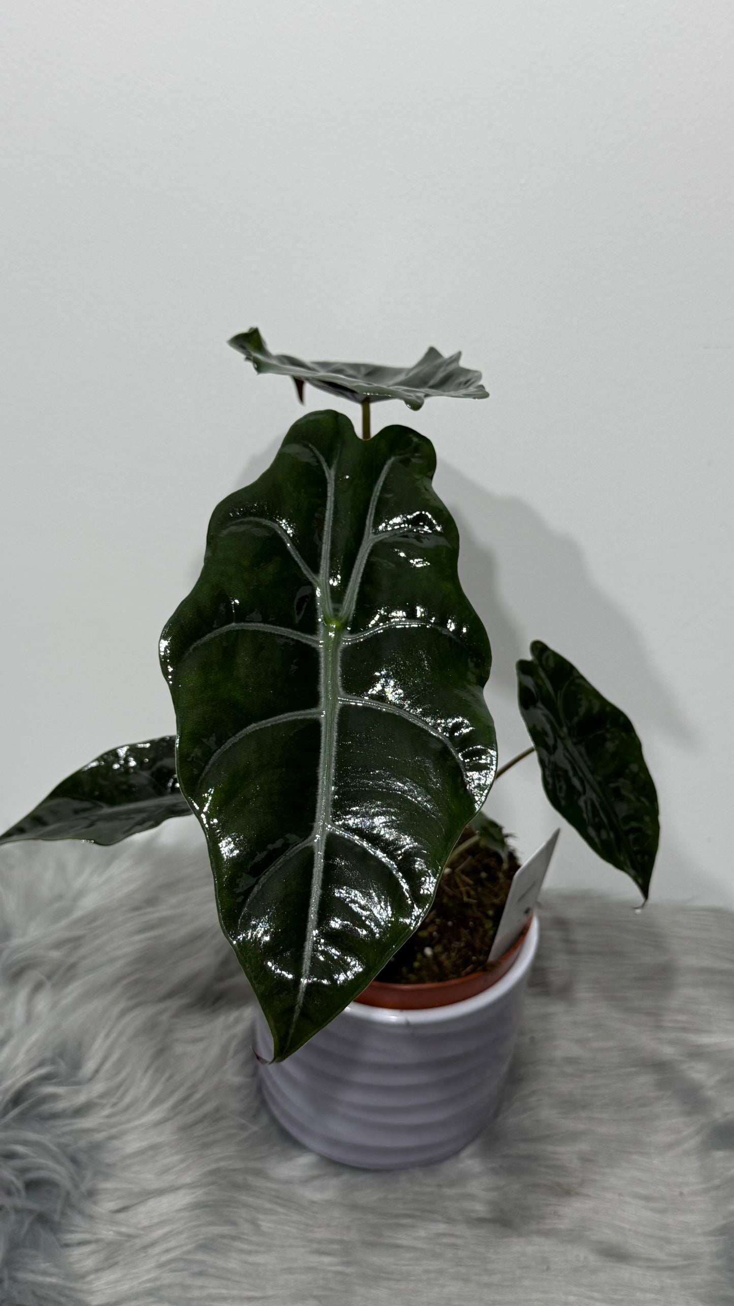 Alocasia Chantieri