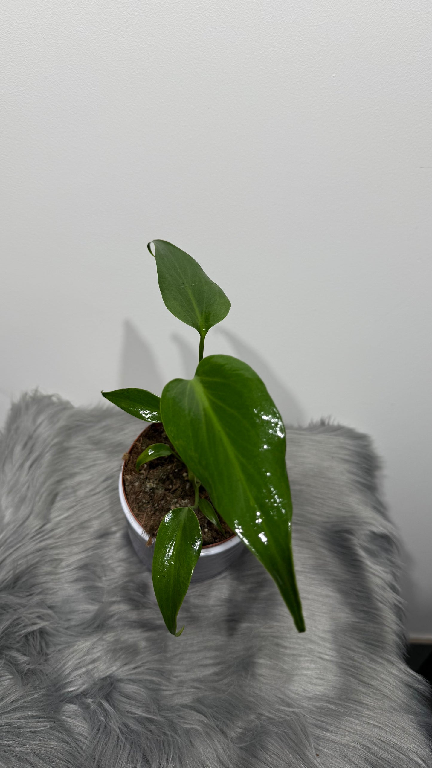 Monstera Burle Marx Flame