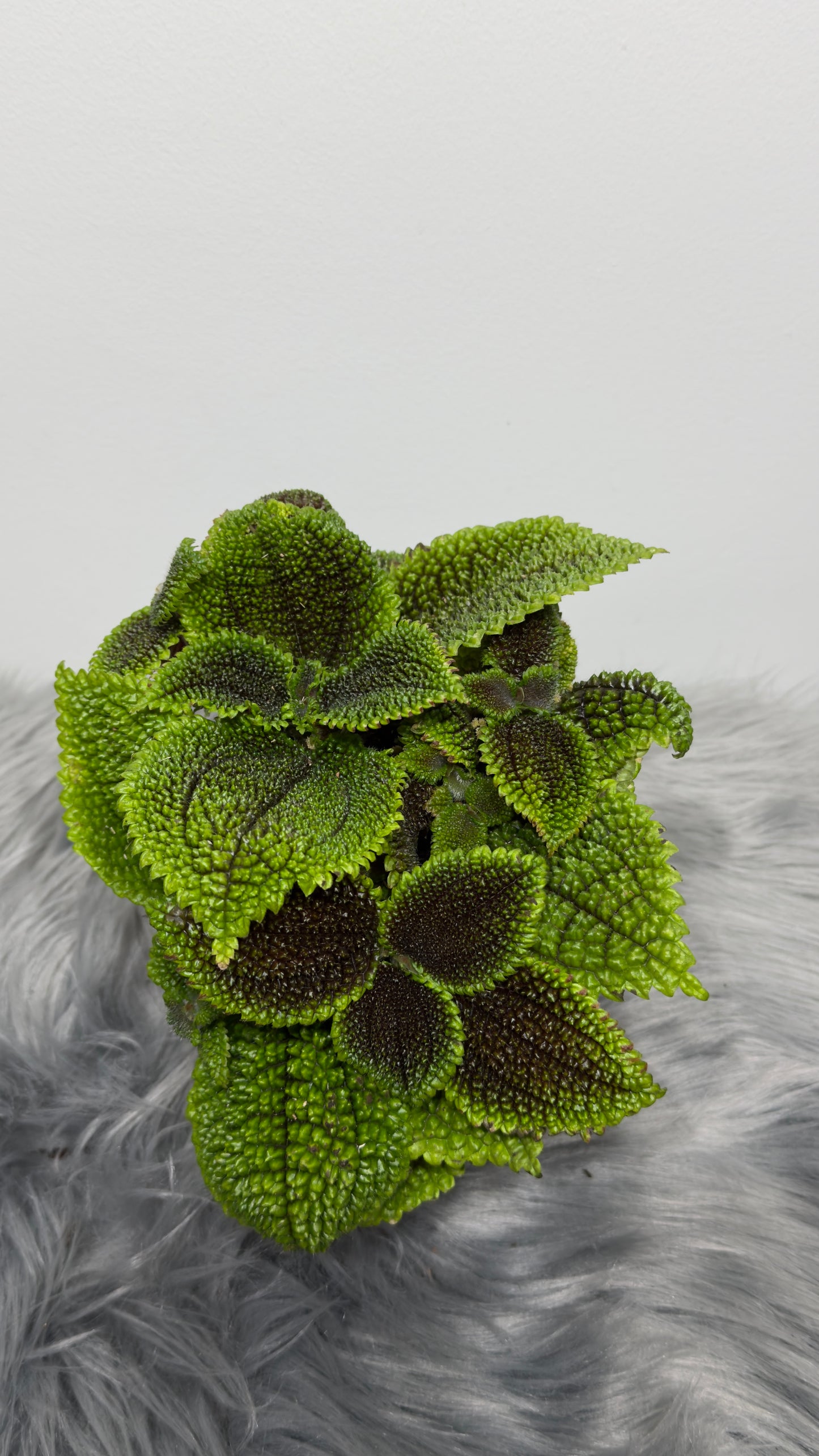 Pilea Moon Valley lielās - www.augi-plants.lv