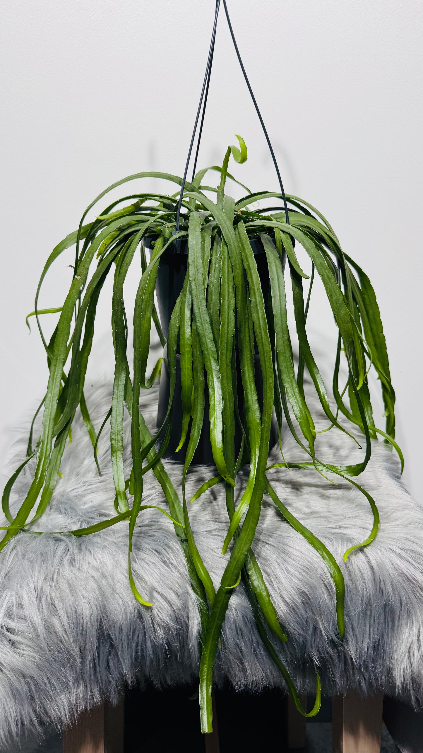 Lepismium Bolivianum