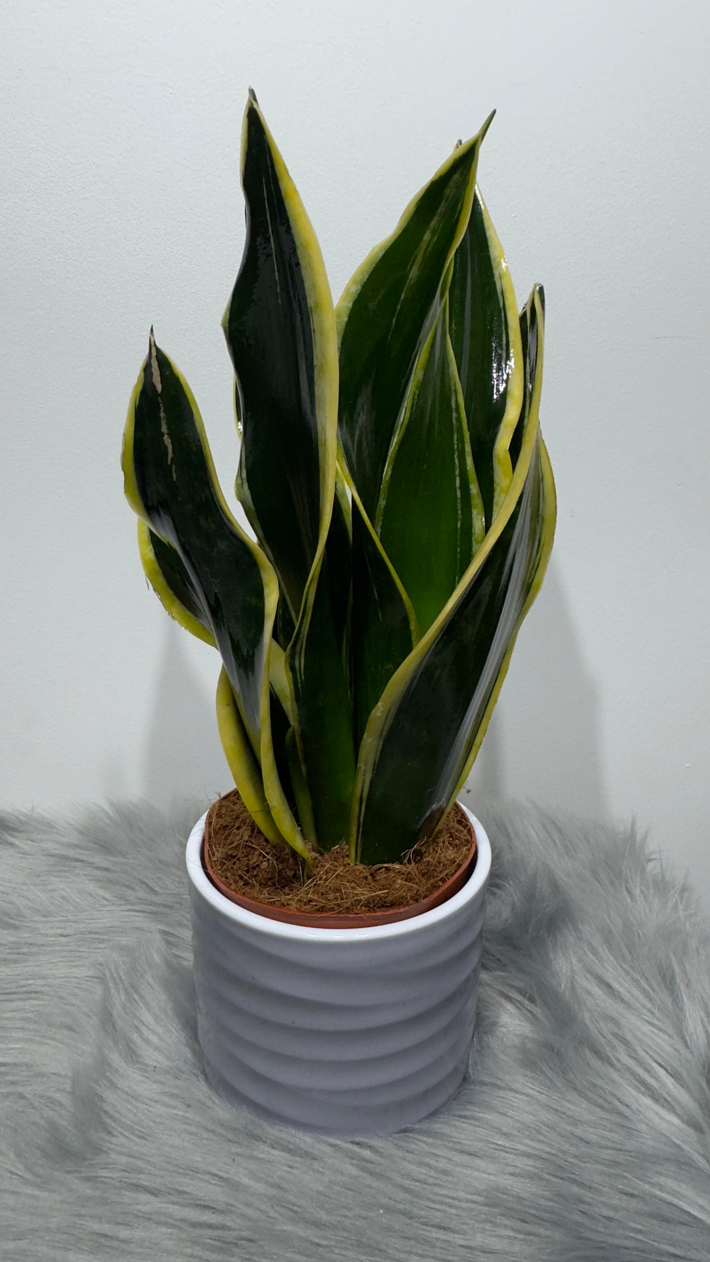 Sansevieria Black Gold - www.augi-plants.lv