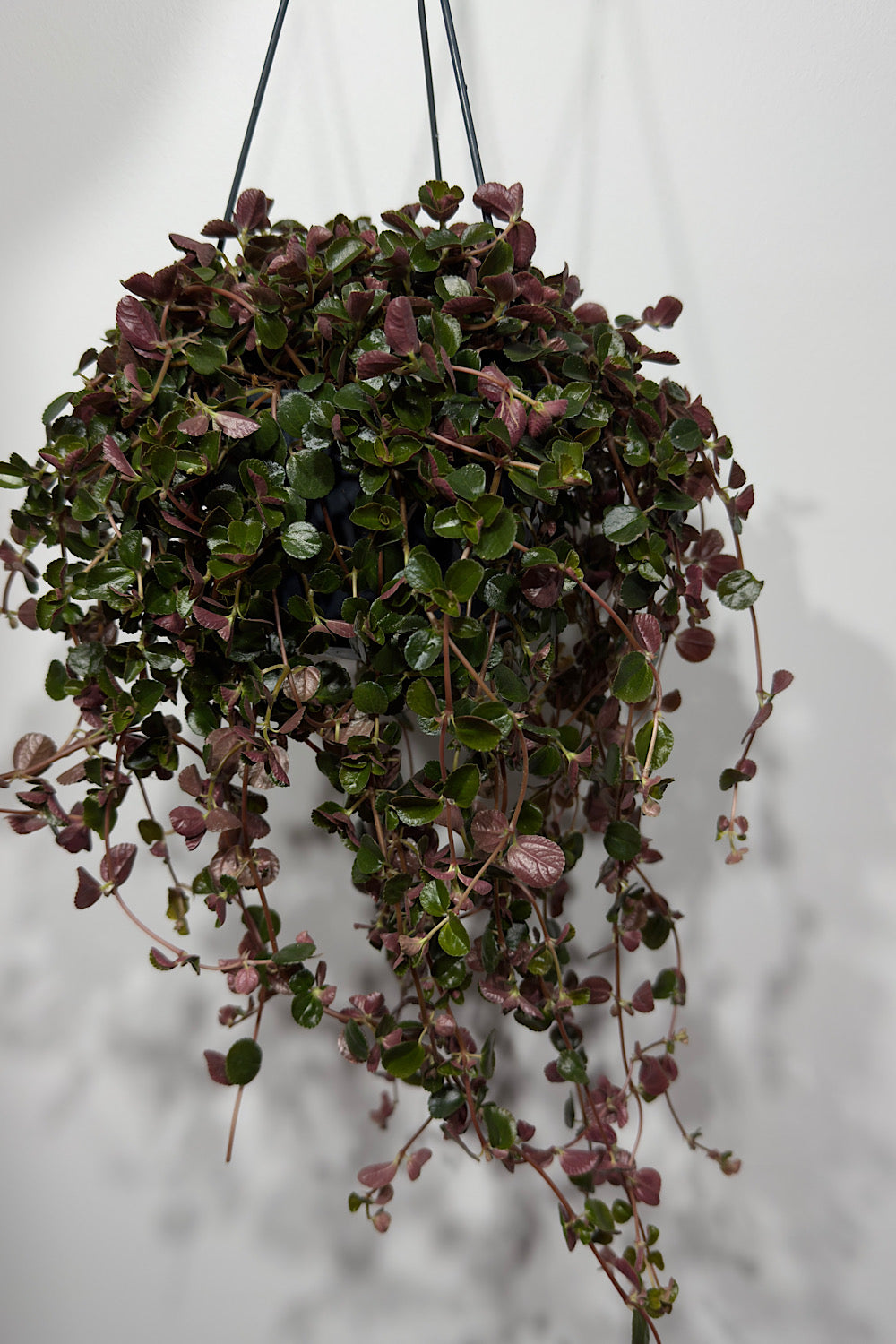 Pilea Depressa - www.augi-plants.lv