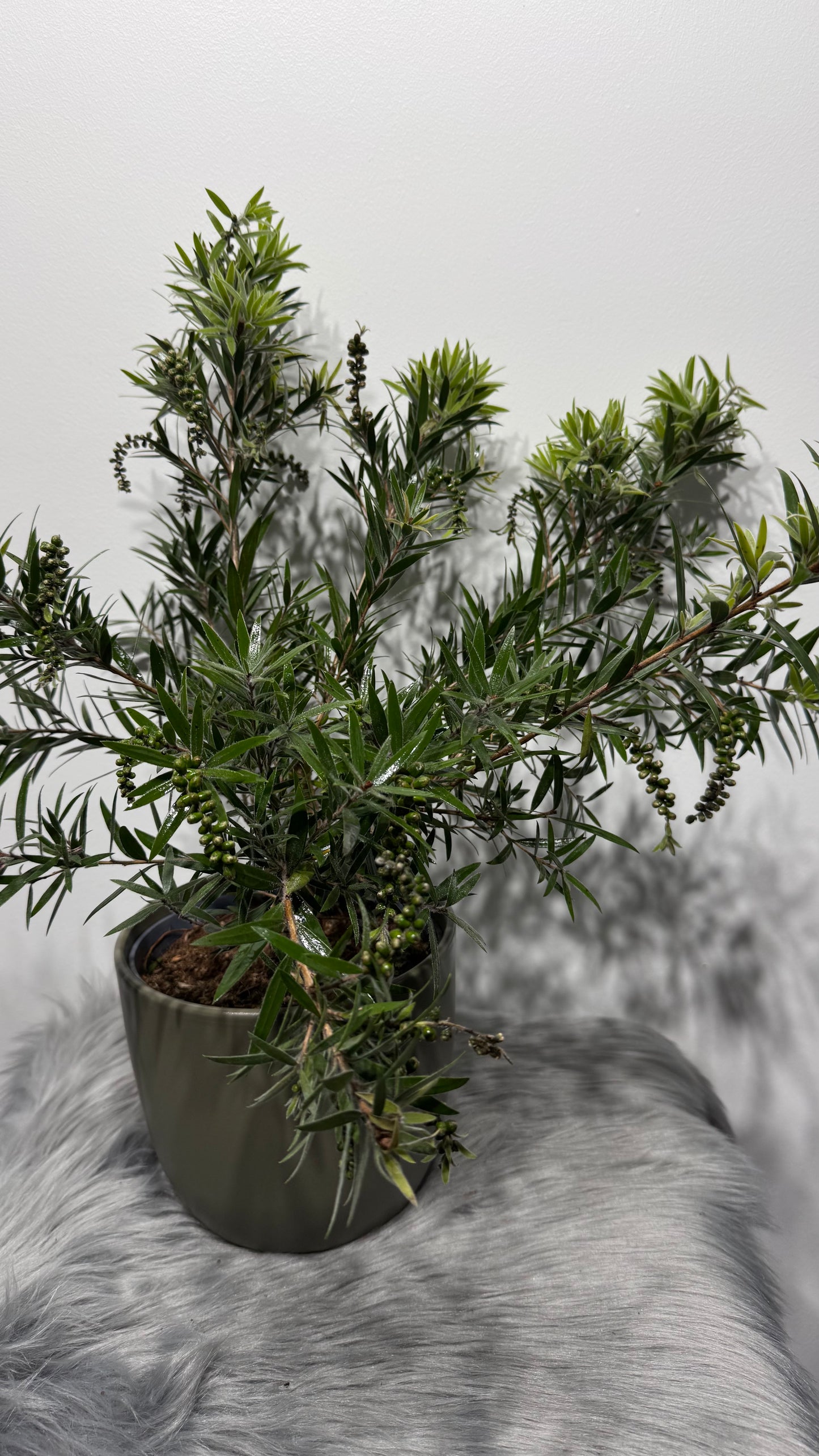 Callistemon Citrinus