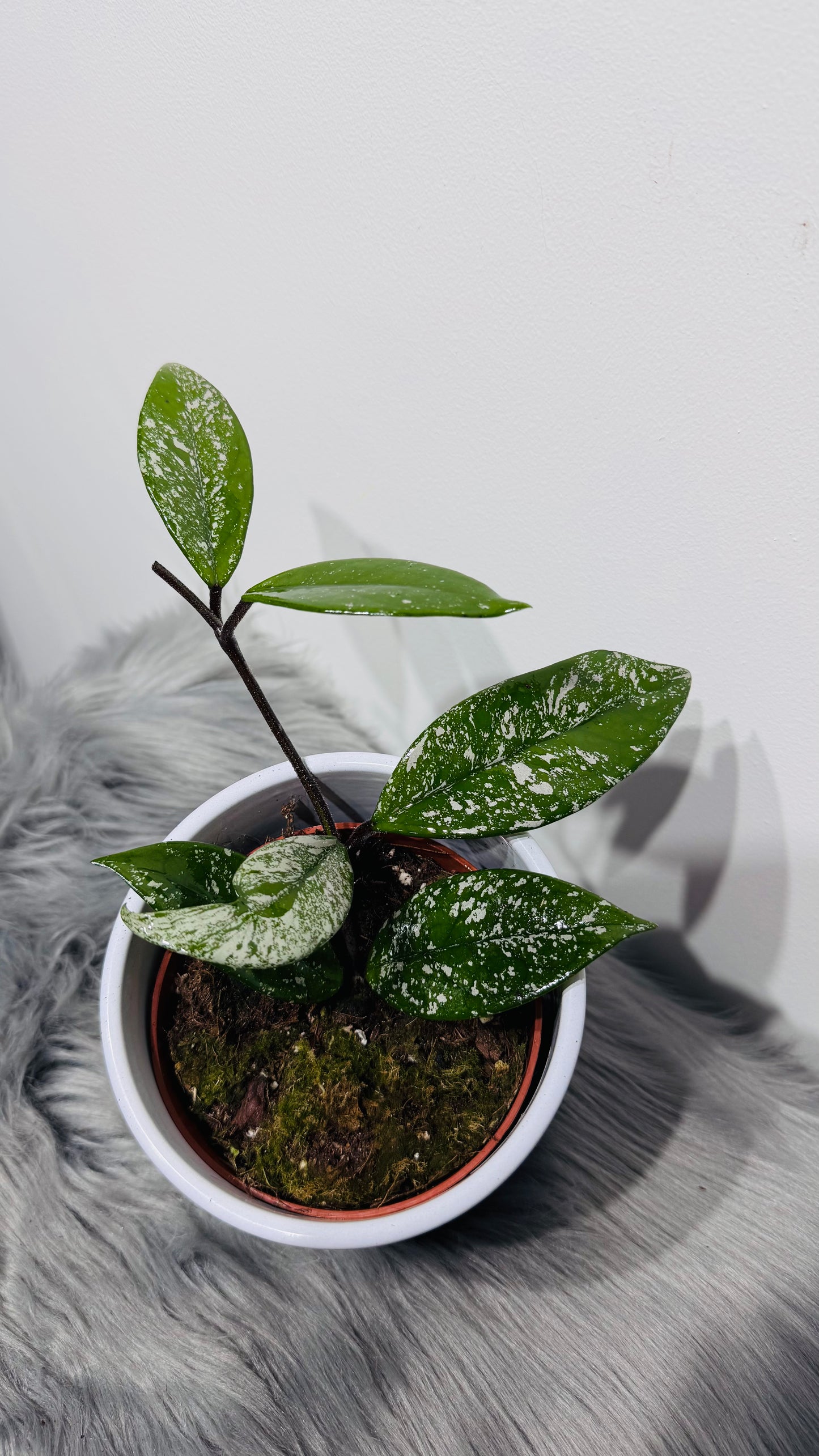 Hoya carnosa Stardust