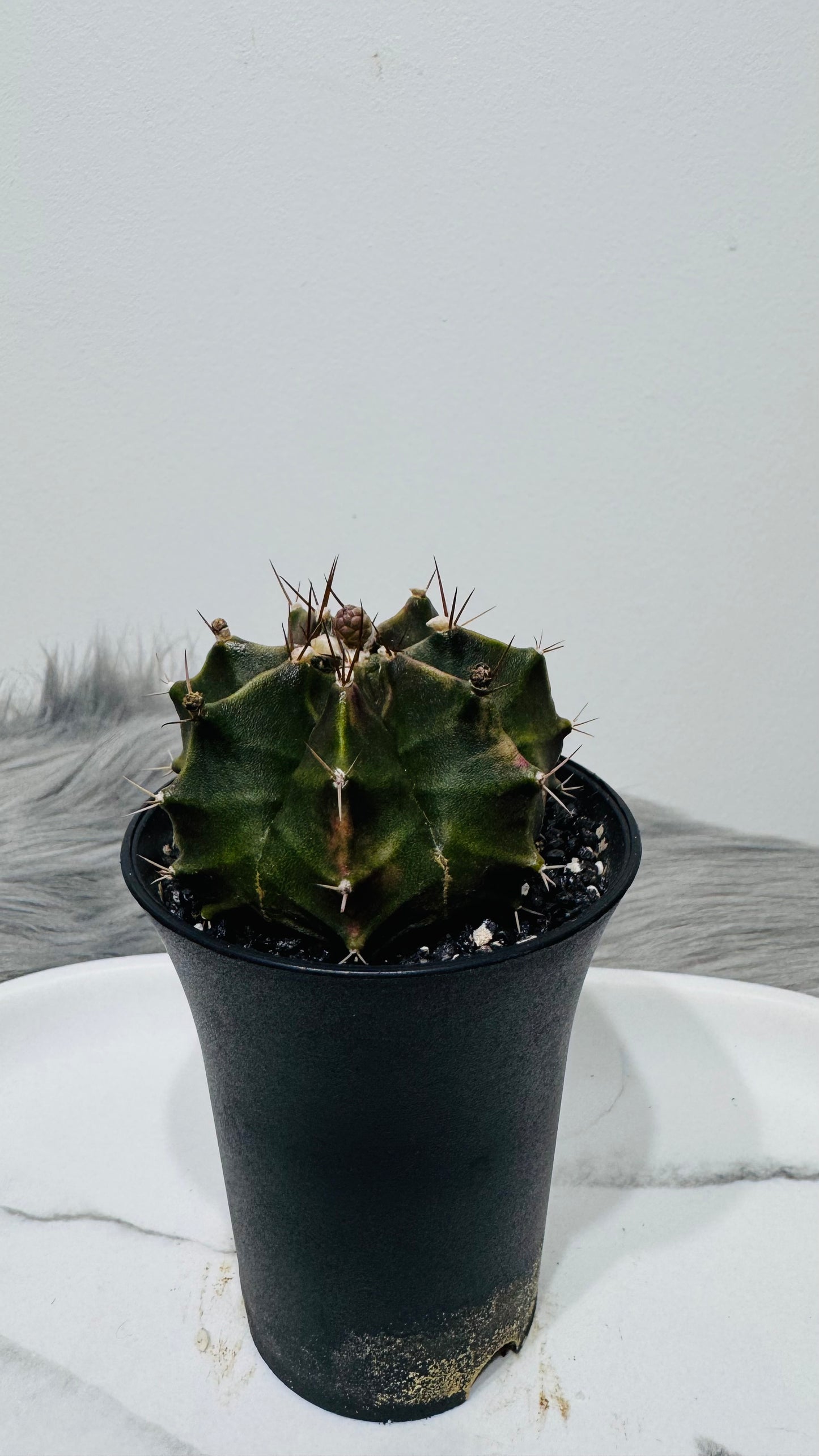 Gymnocalycium mihanovichii variegata