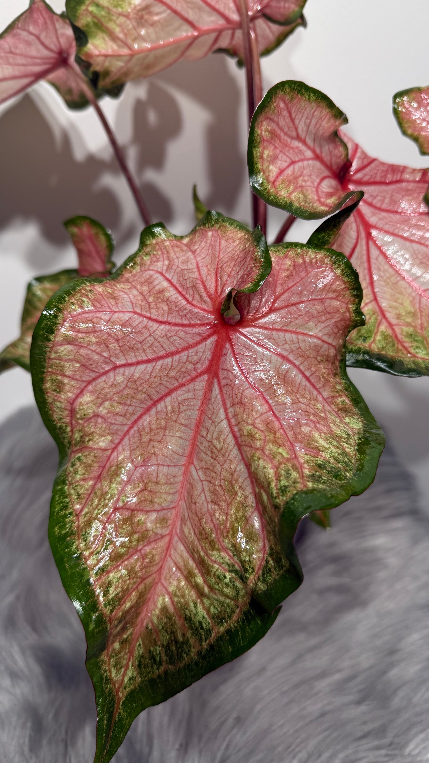 Caladium Chinook