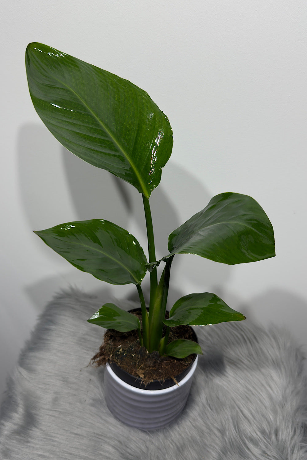 Strelitzia Nicolai - www.augi-plants.lv