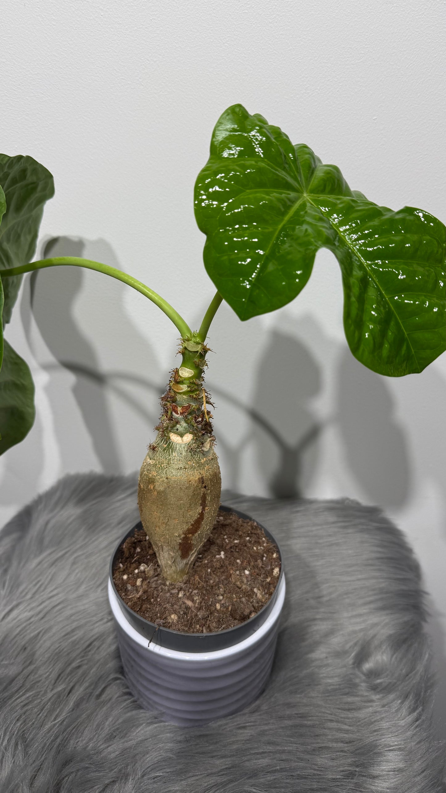 Jatropha Podagrica