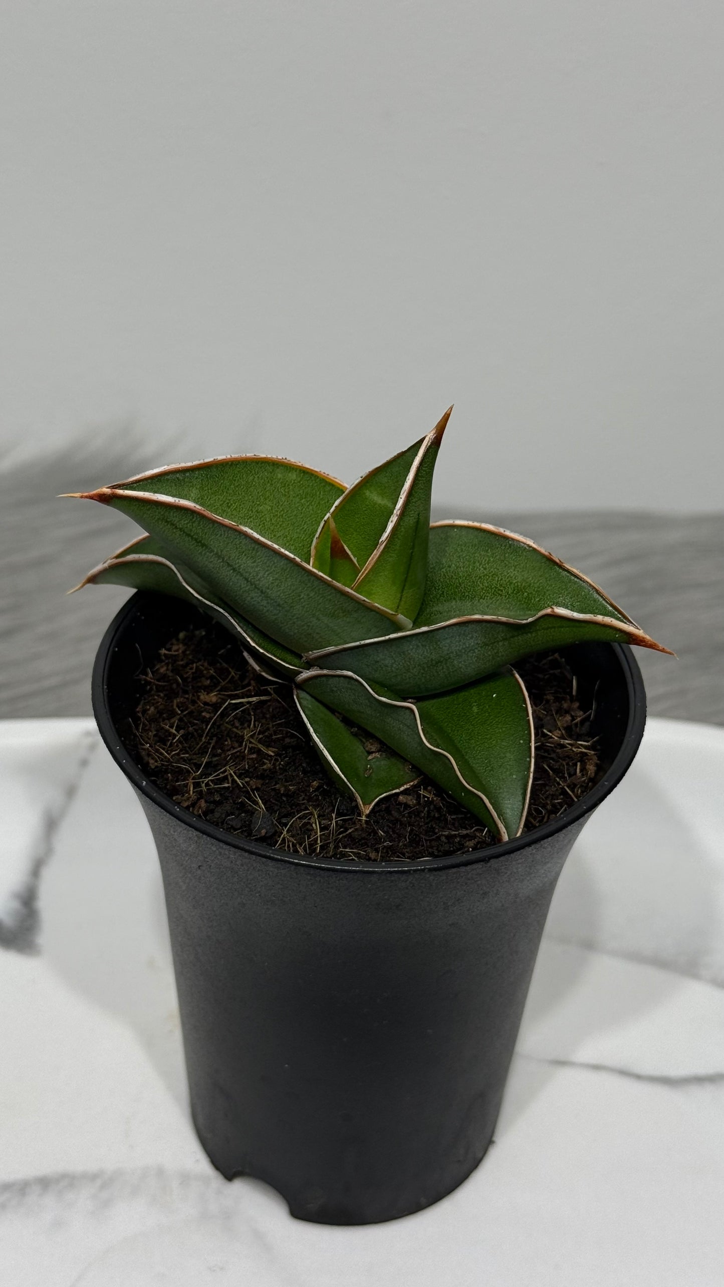 Sansevieria Almond Silver Sweet