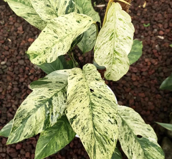 Rhaphidophora puberula Variegata