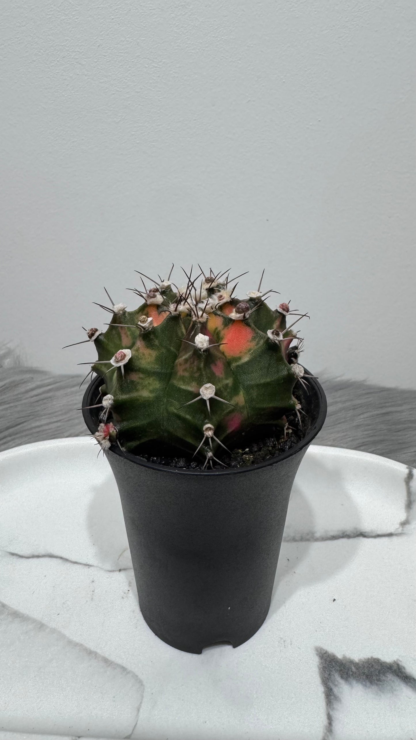 Gymnocalycium mihanovichii variegata