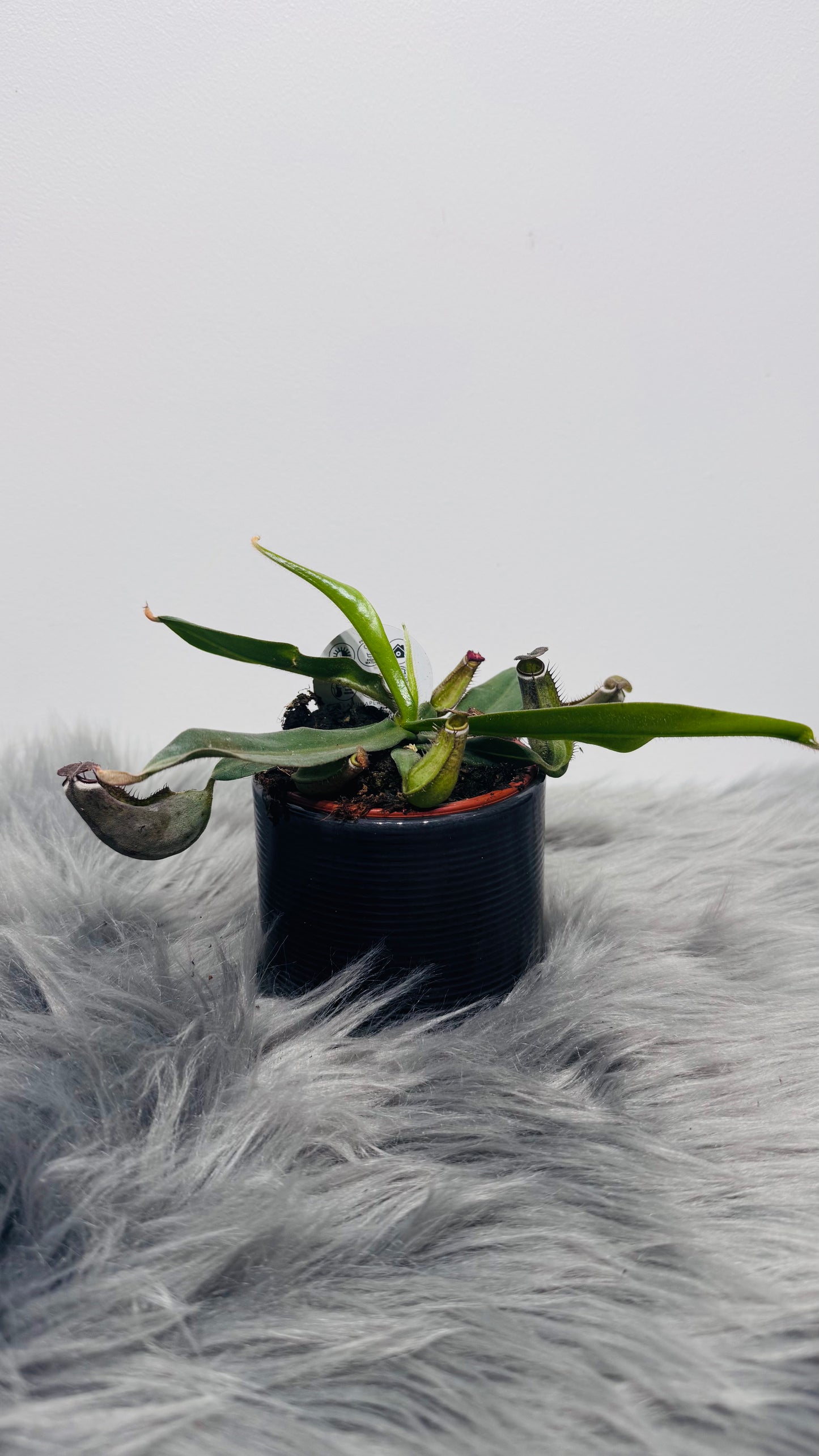 Mušķērājs Nepenthes albomarginata