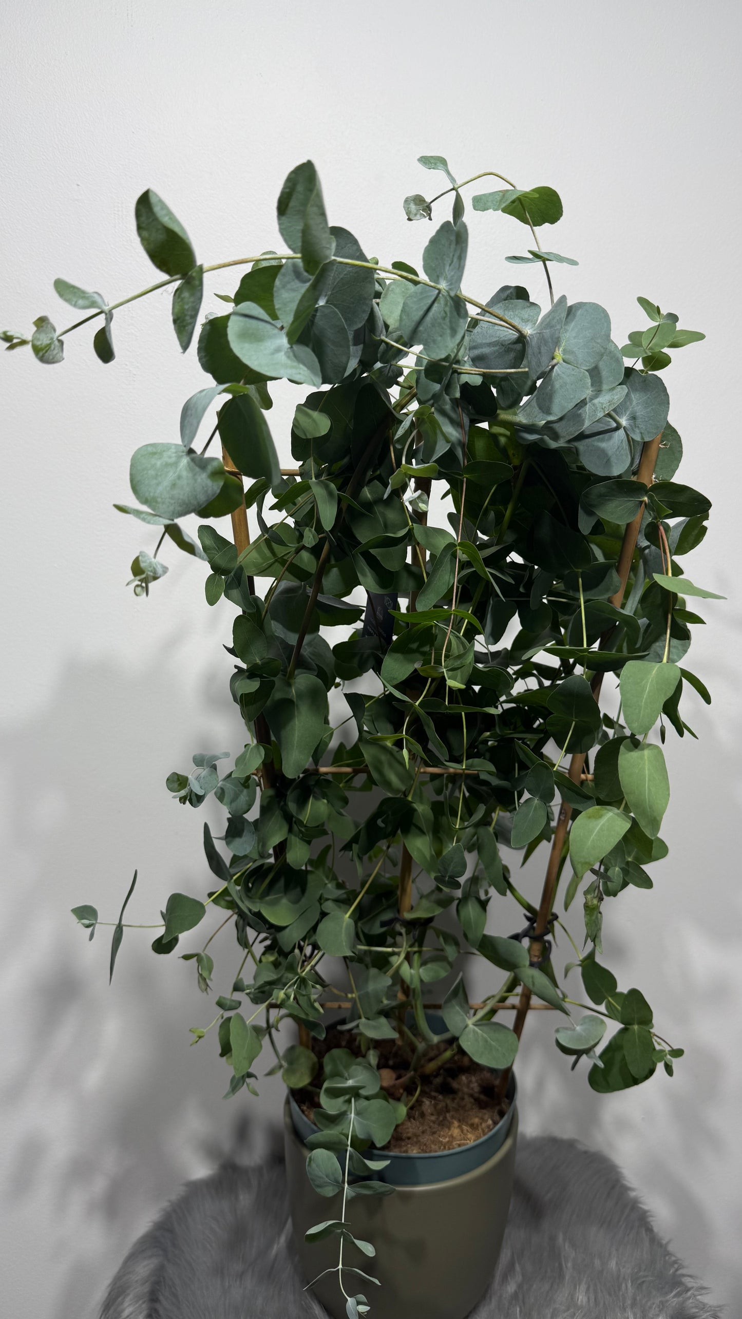 Eucalyptus Cinerea