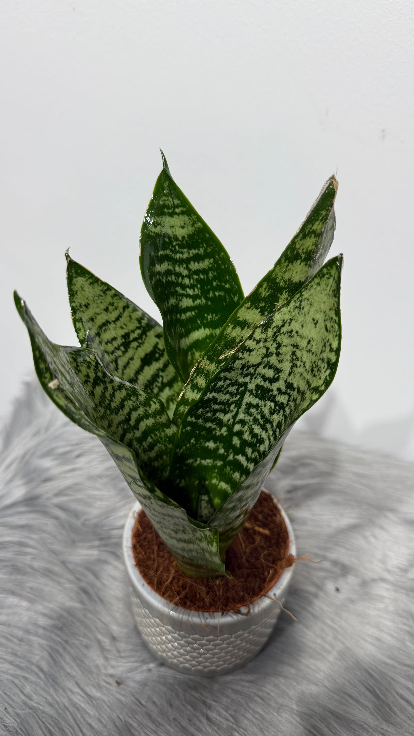 Sansevieria Zeylanica