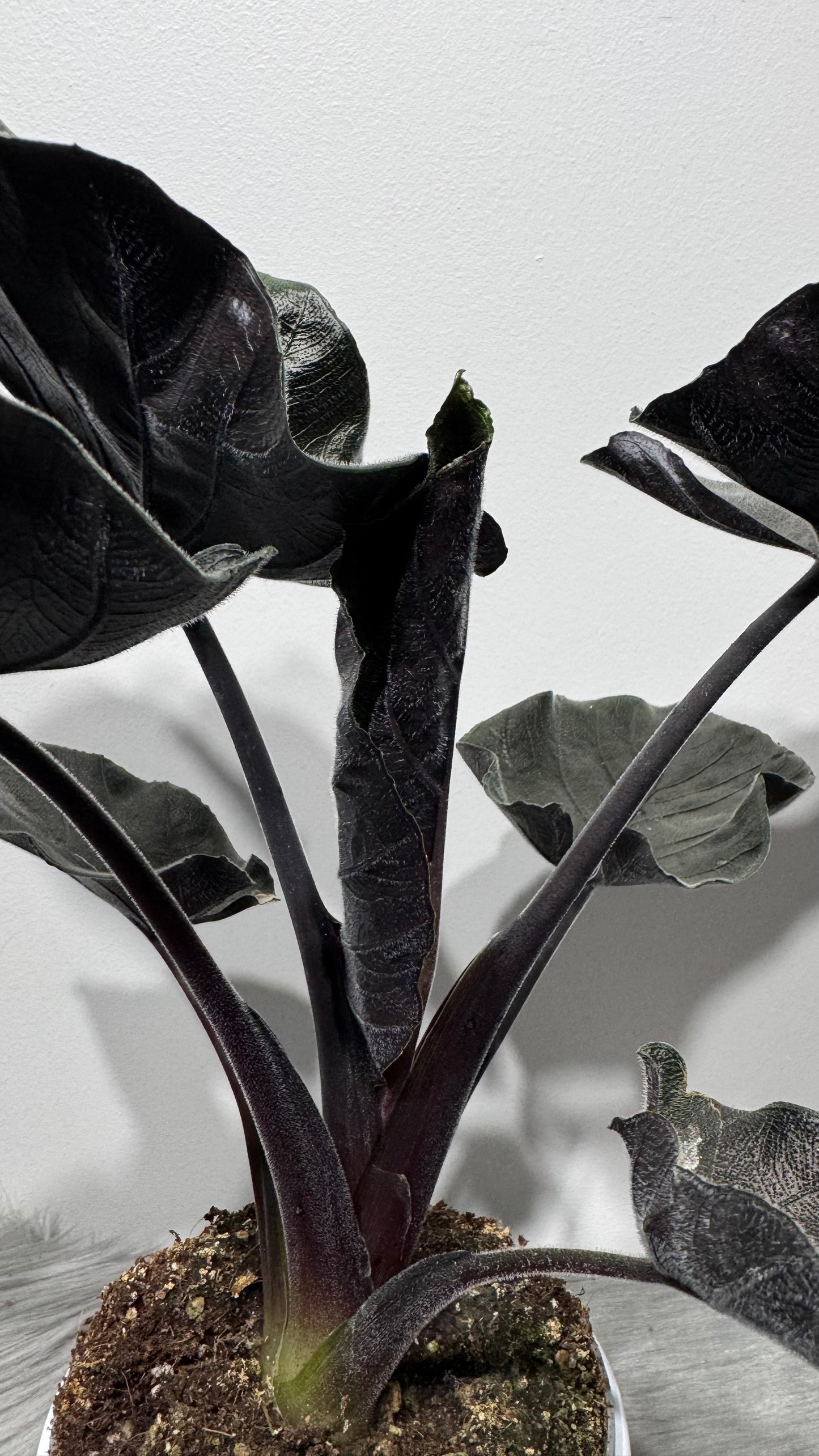 Alocasia Antoro Velvet