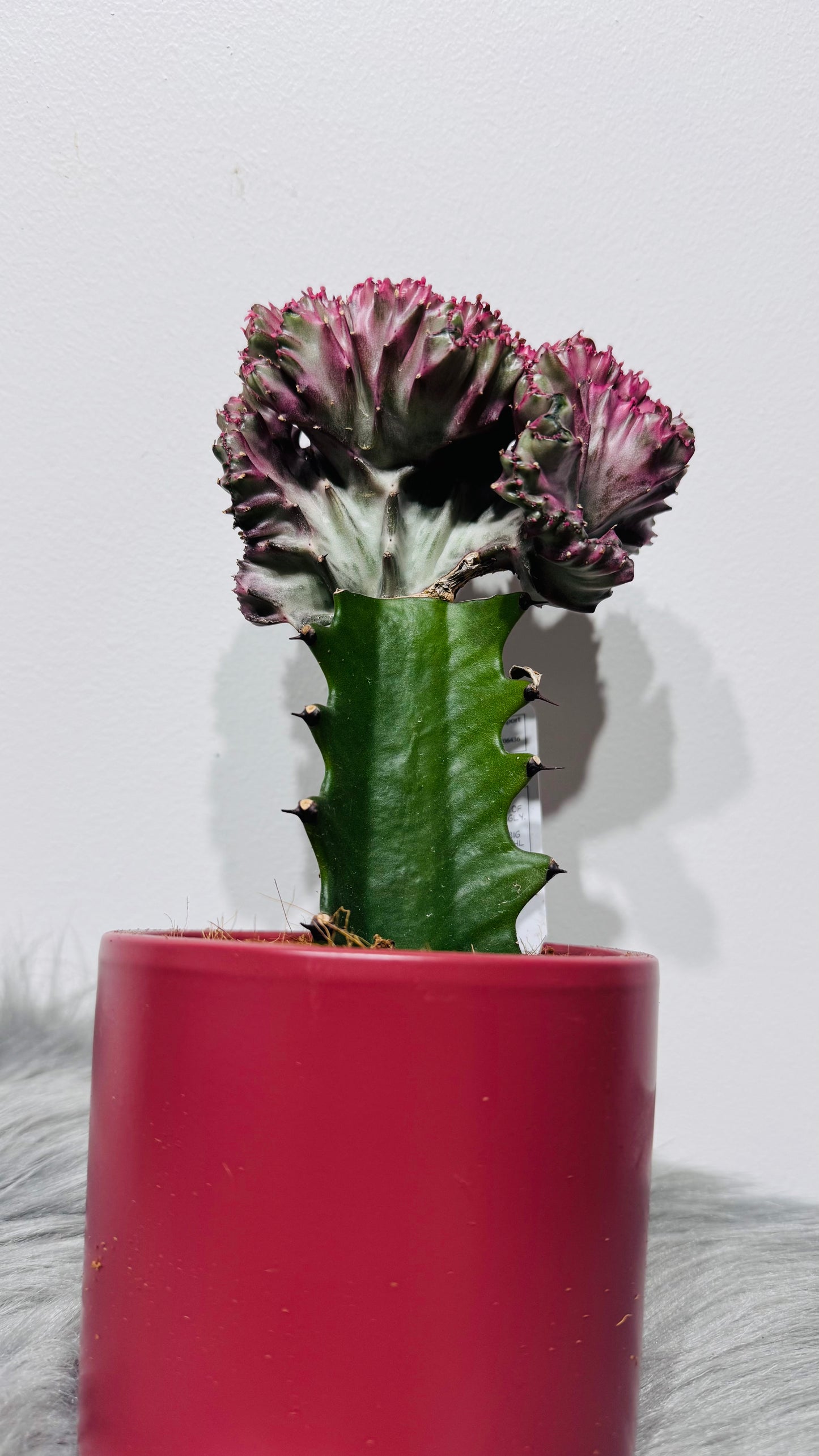 Euphorbia Cristata