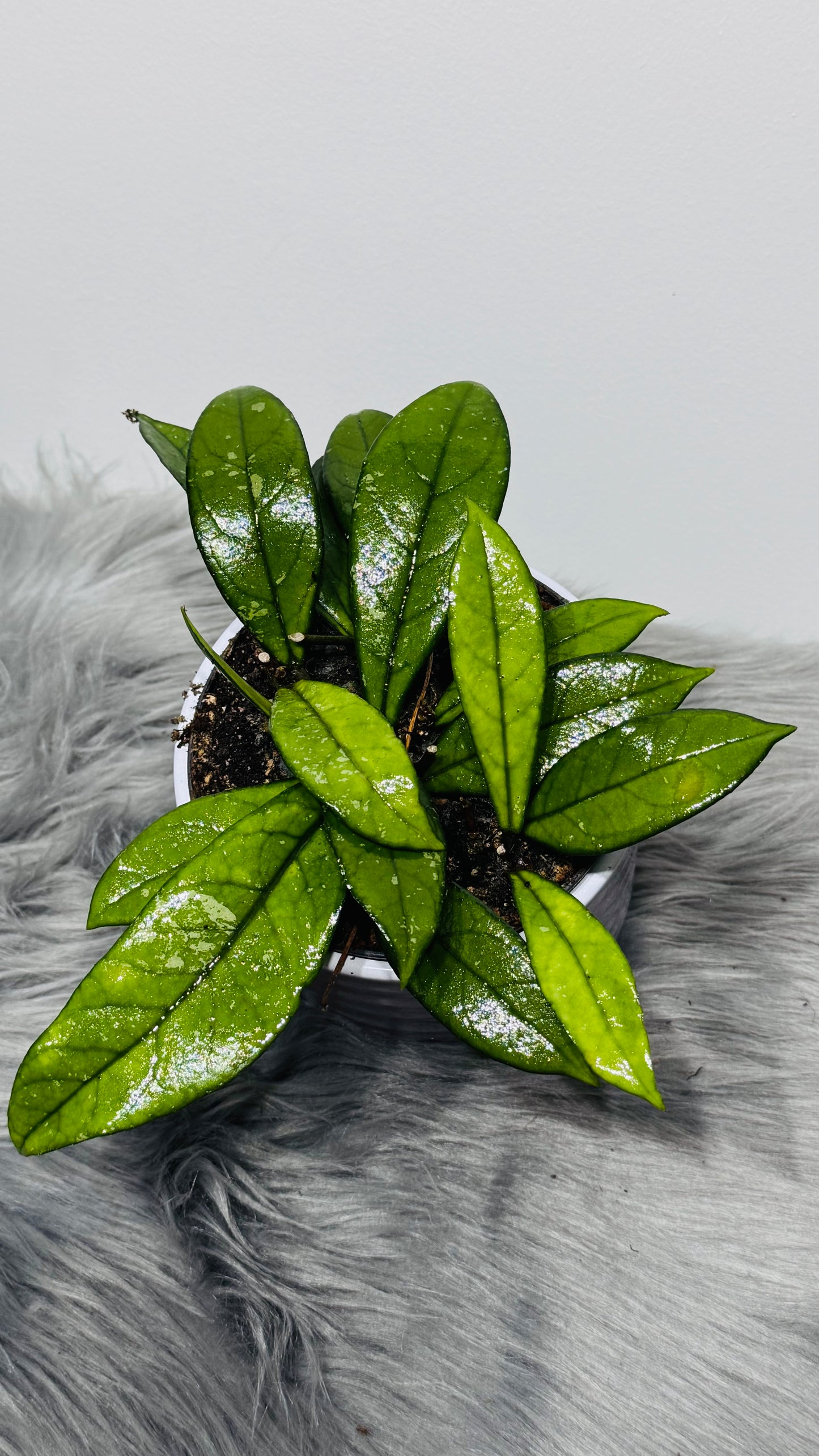 Hoya Cressipetiolata