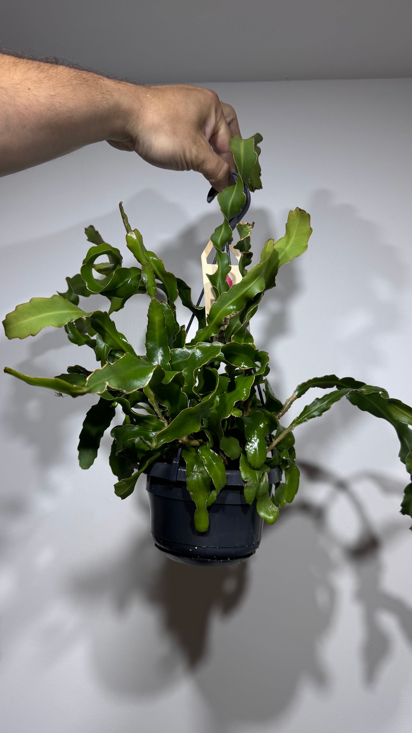 Epiphyllum guatemalense var monstrose