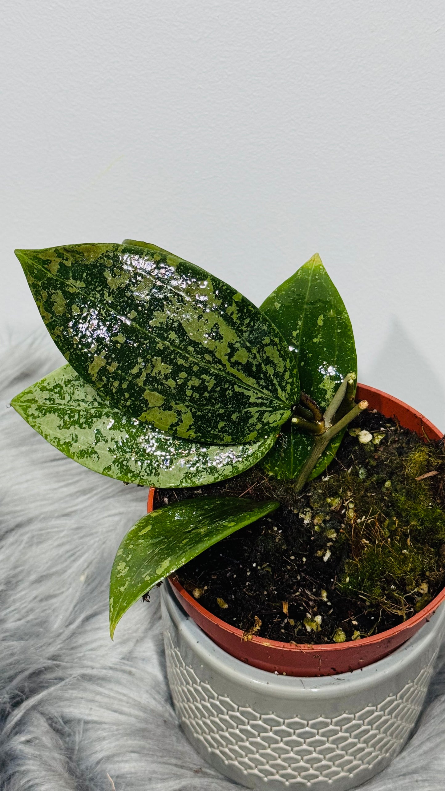 Hoya wibergiae