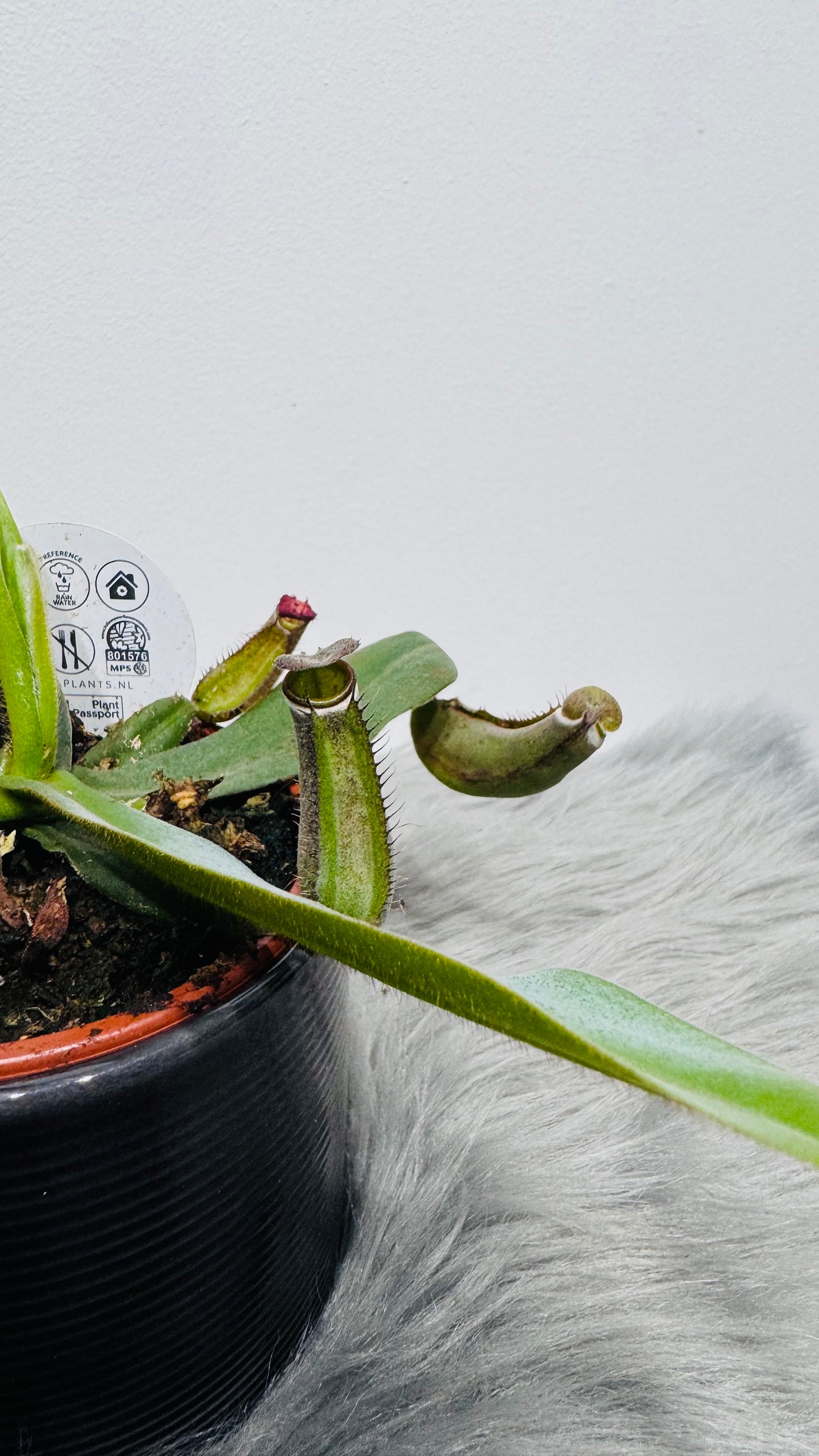 Mušķērājs Nepenthes albomarginata