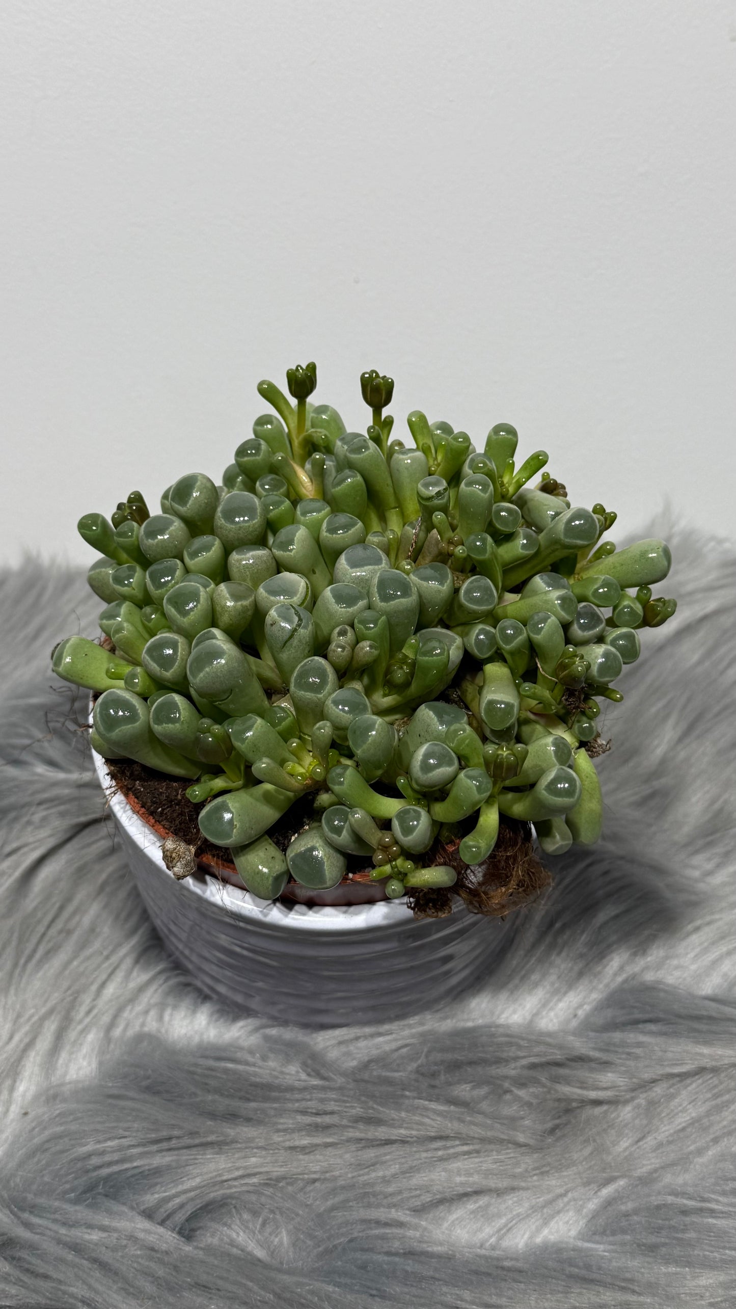 Fenestraria