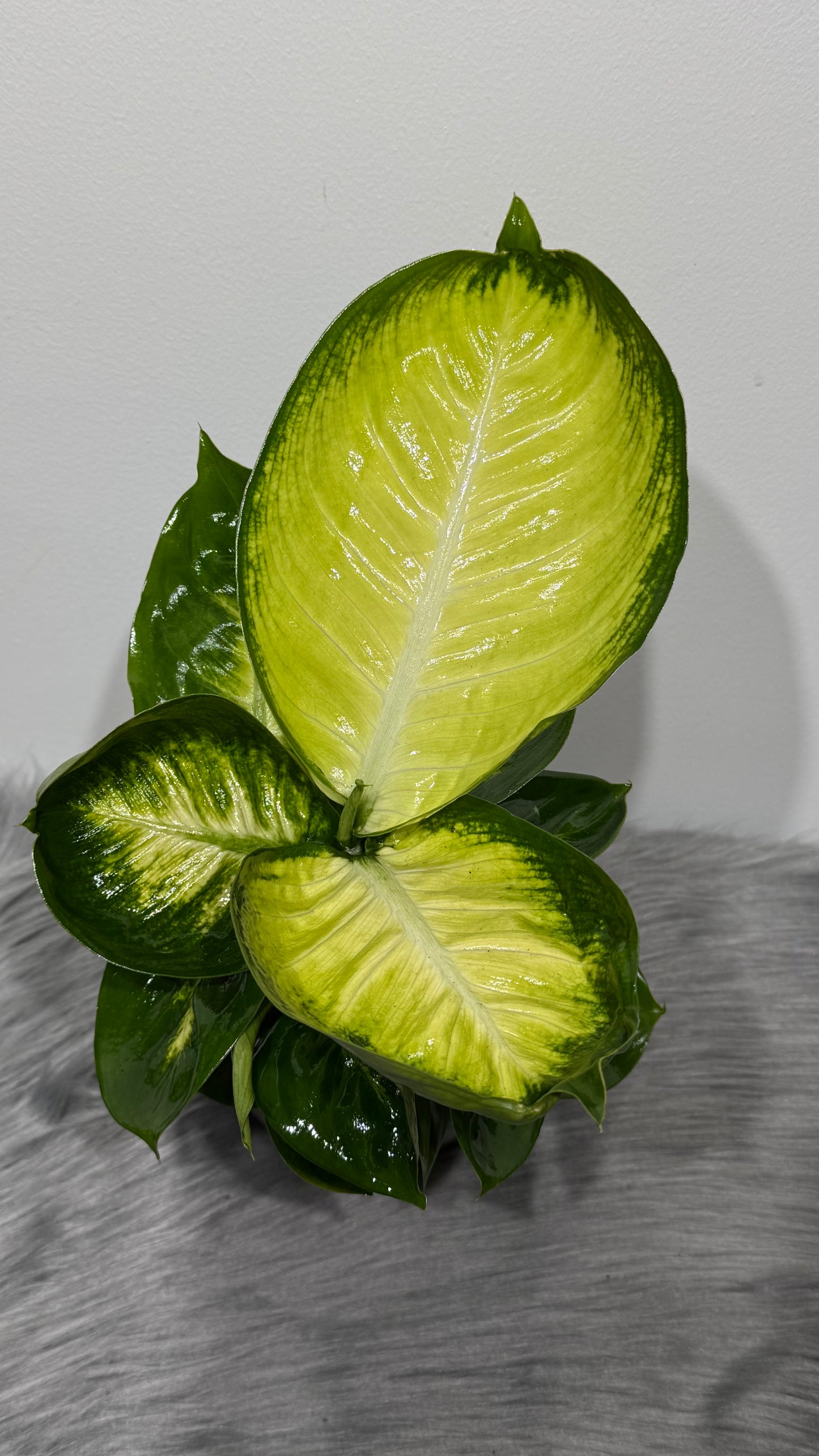 Dieffenbachia Short Yellow