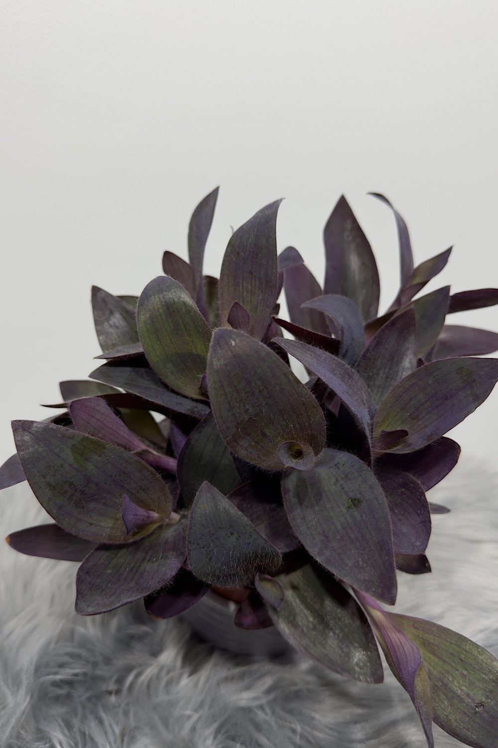 Tradescantia - www.augi-plants.lv