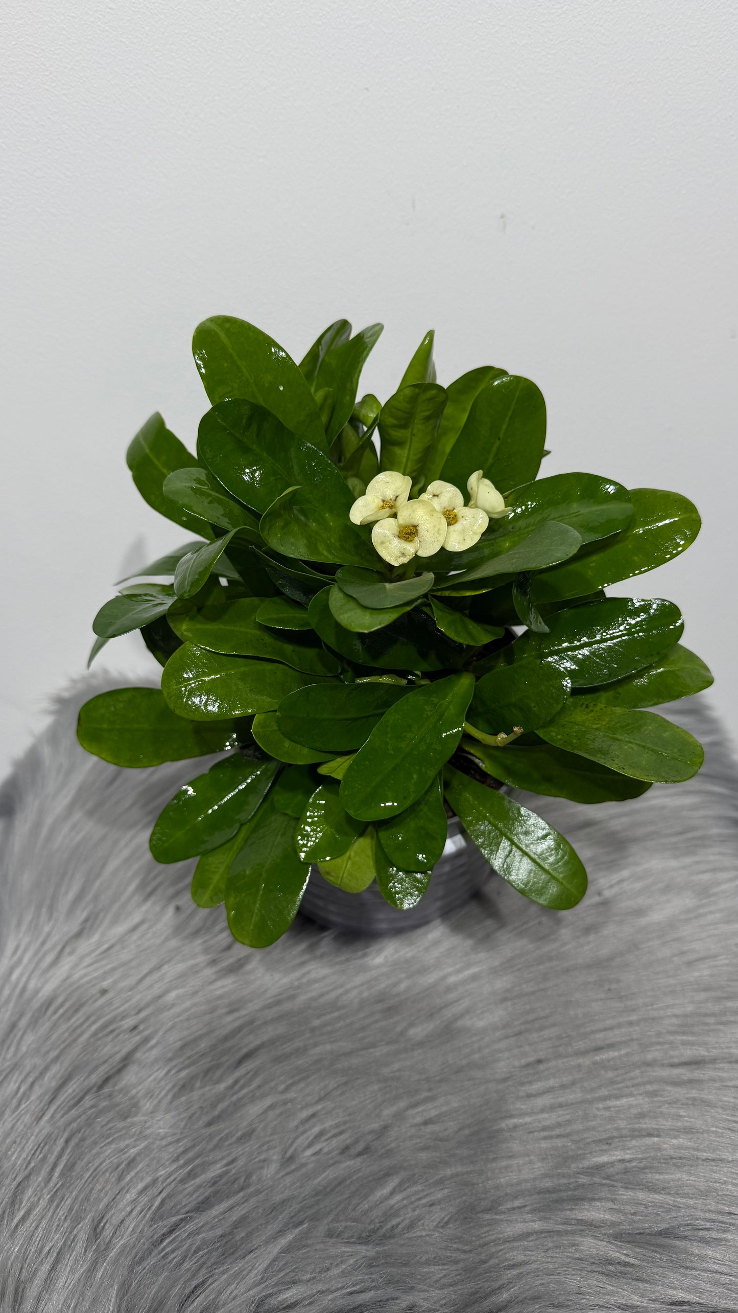 Euphorbia Milii White