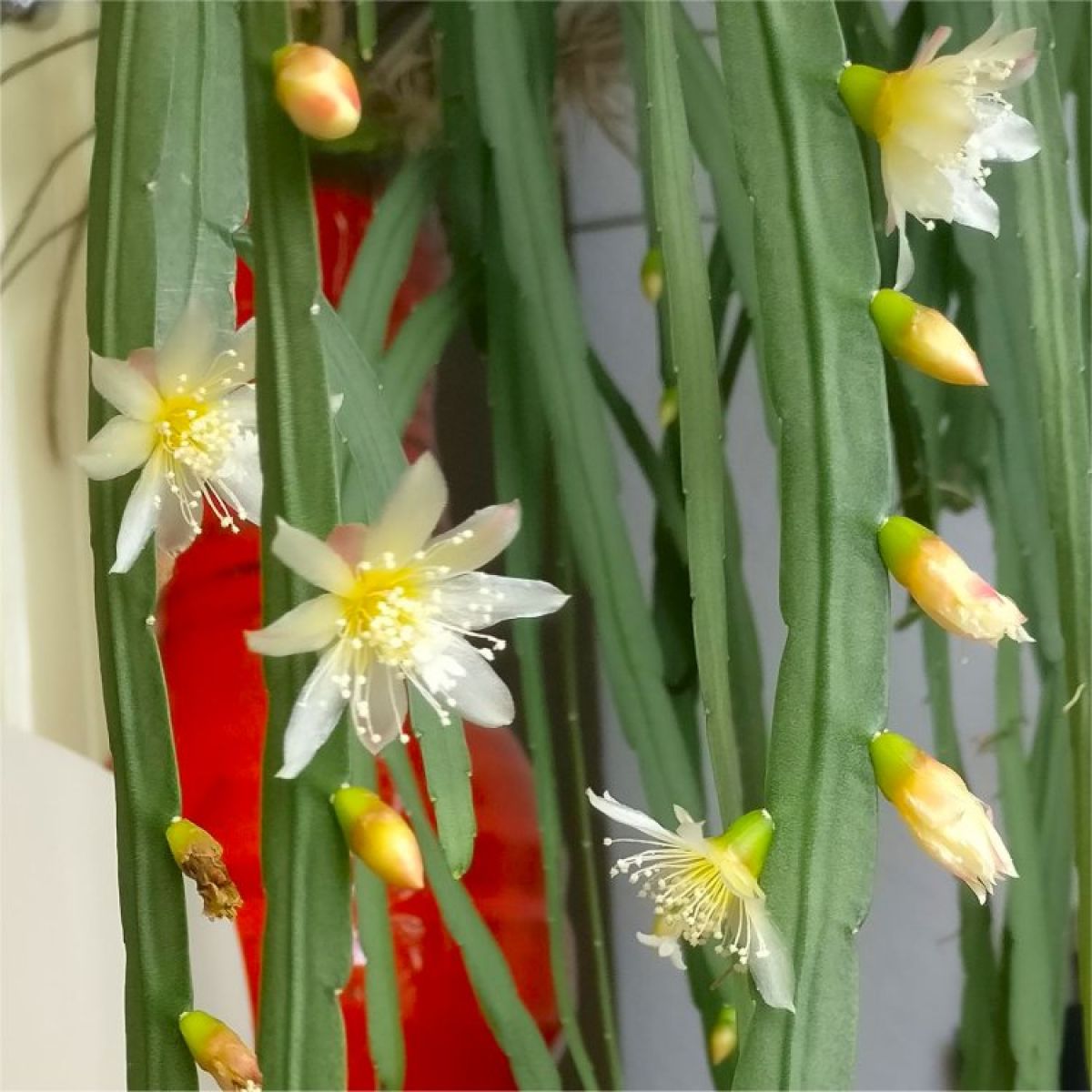 Lepismium Bolivianum