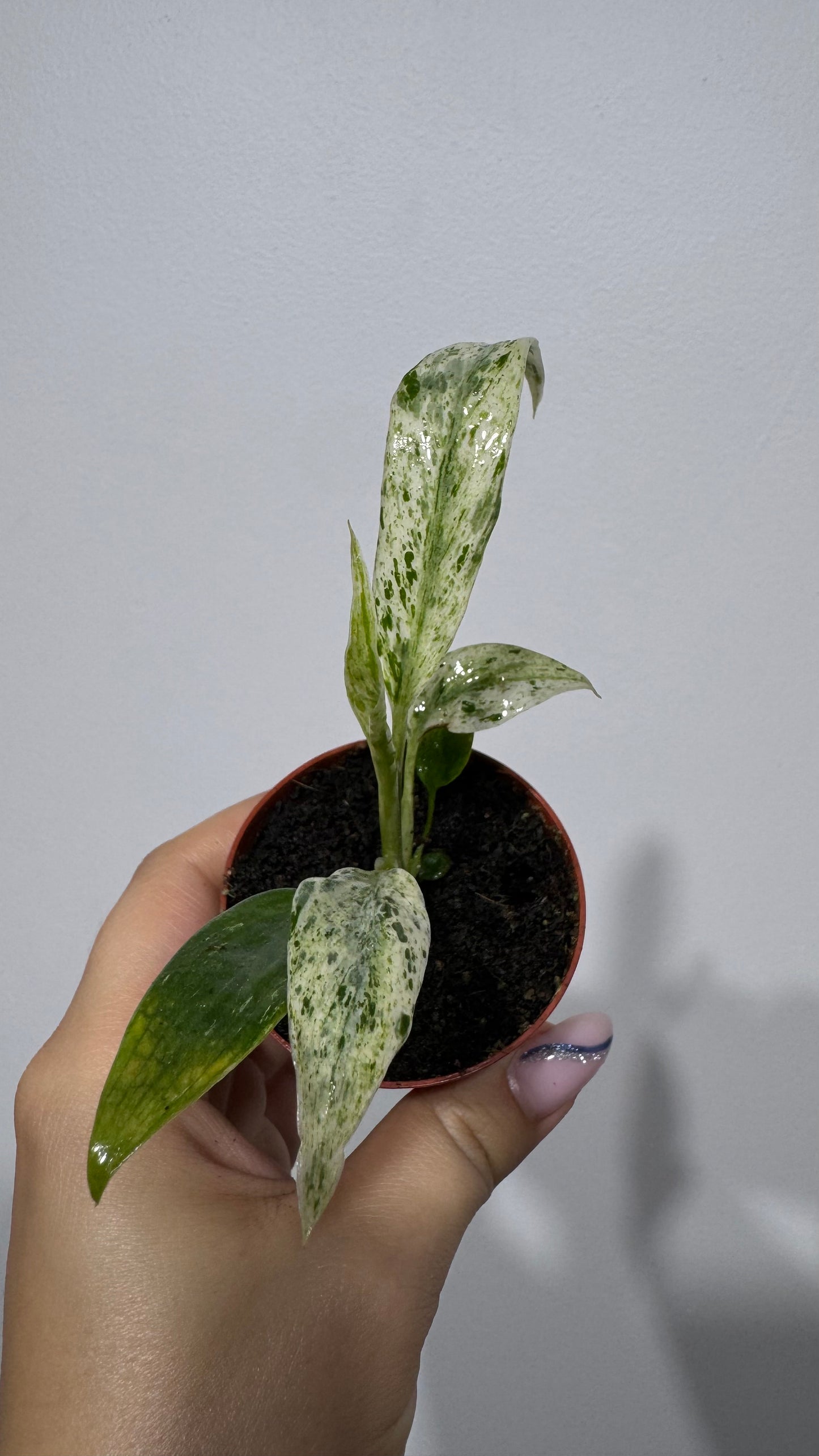 Rhaphidophora puberula Variegata