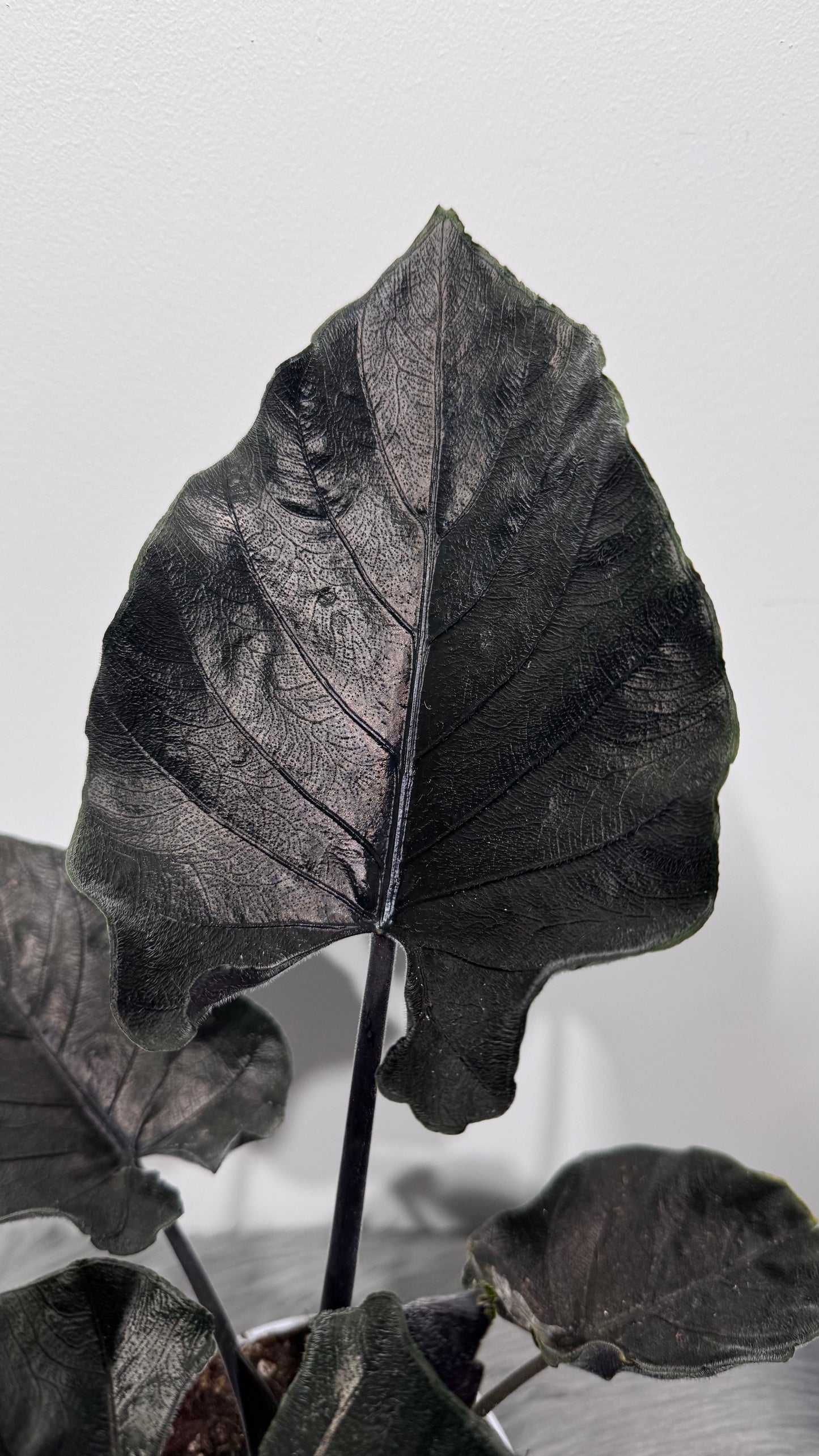 Alocasia Antoro Velvet