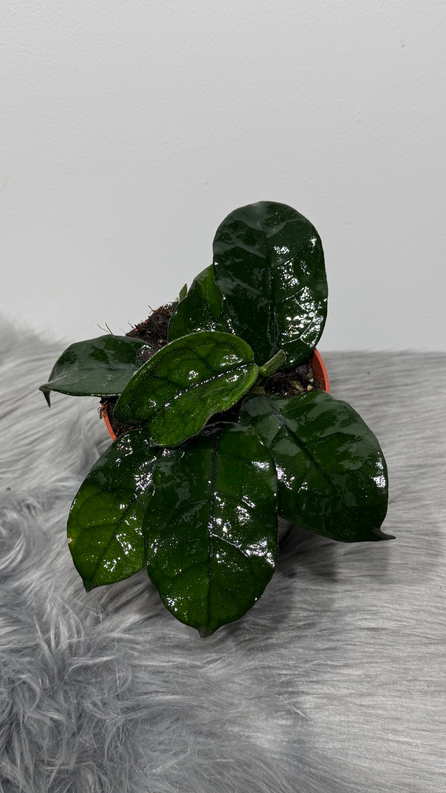 Hoya Villosa