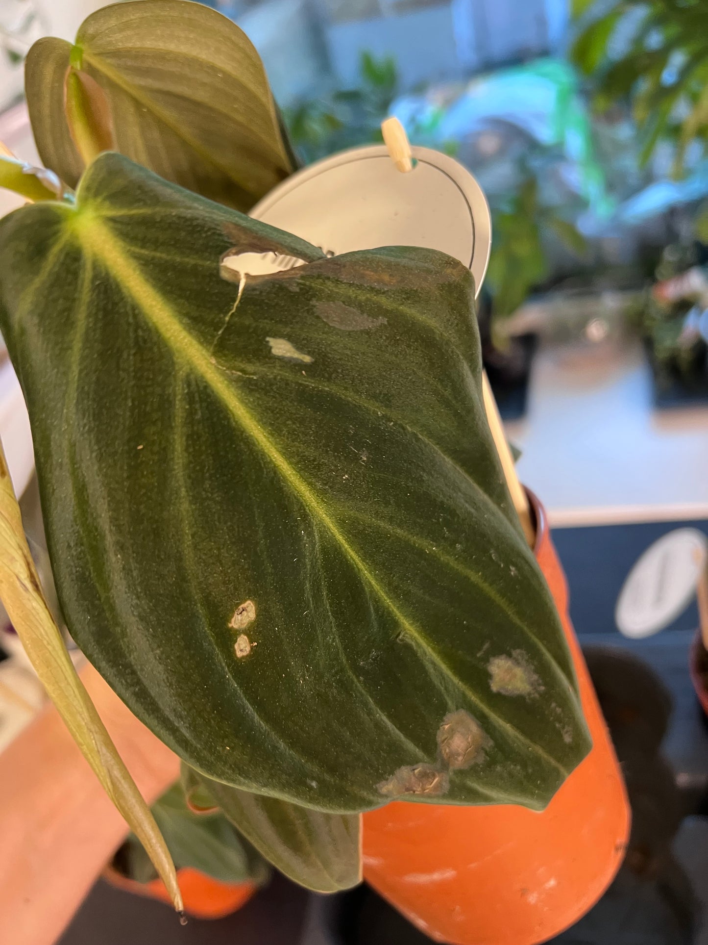 Philodendron gigas - www.augi-plants.lv