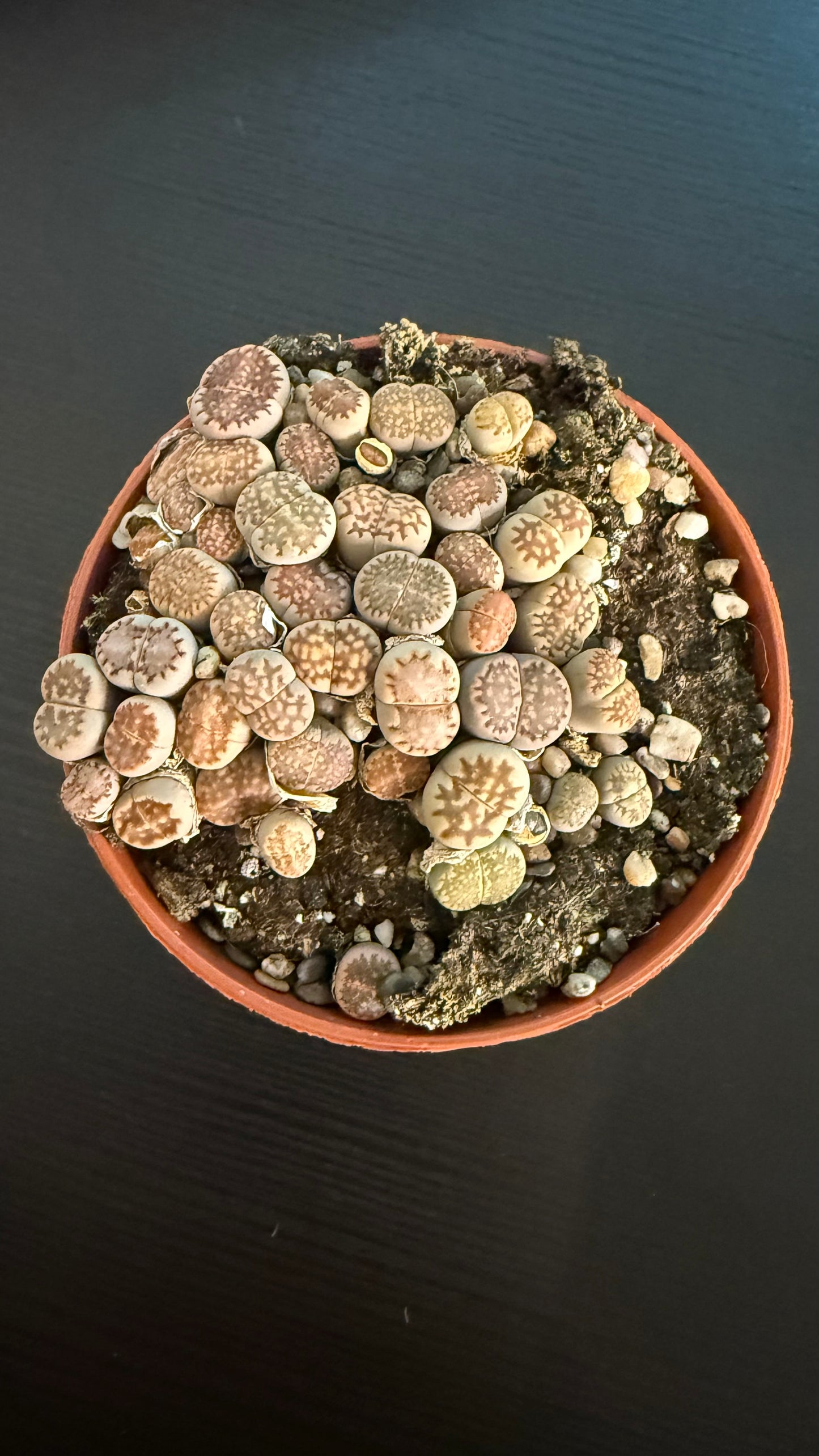 Lithops 3
